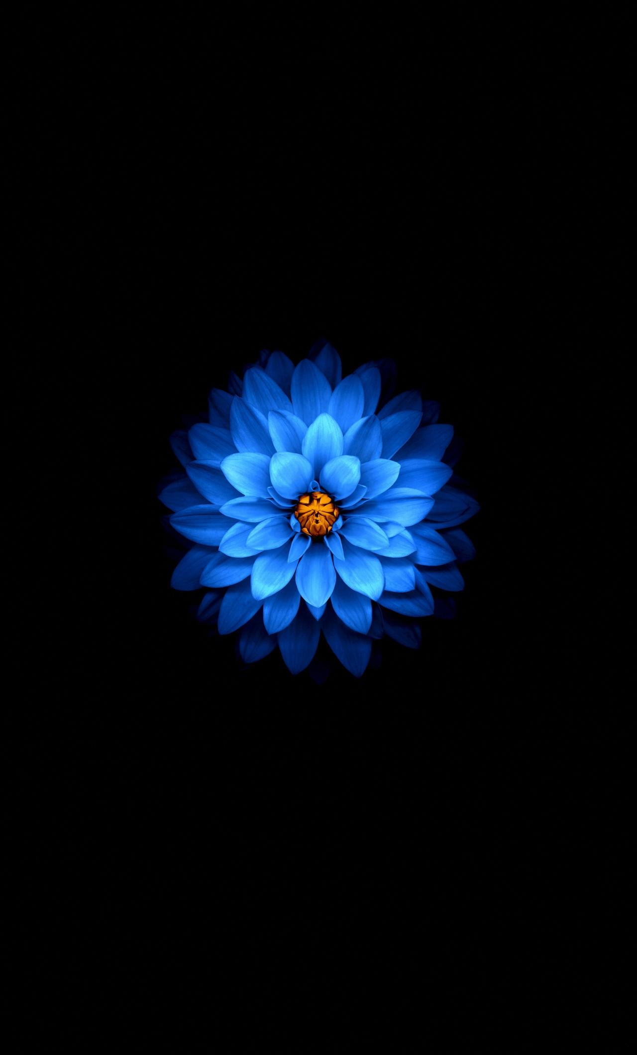 iPhone Blue Flower Wallpapers Top Free iPhone Blue Flower Backgrounds