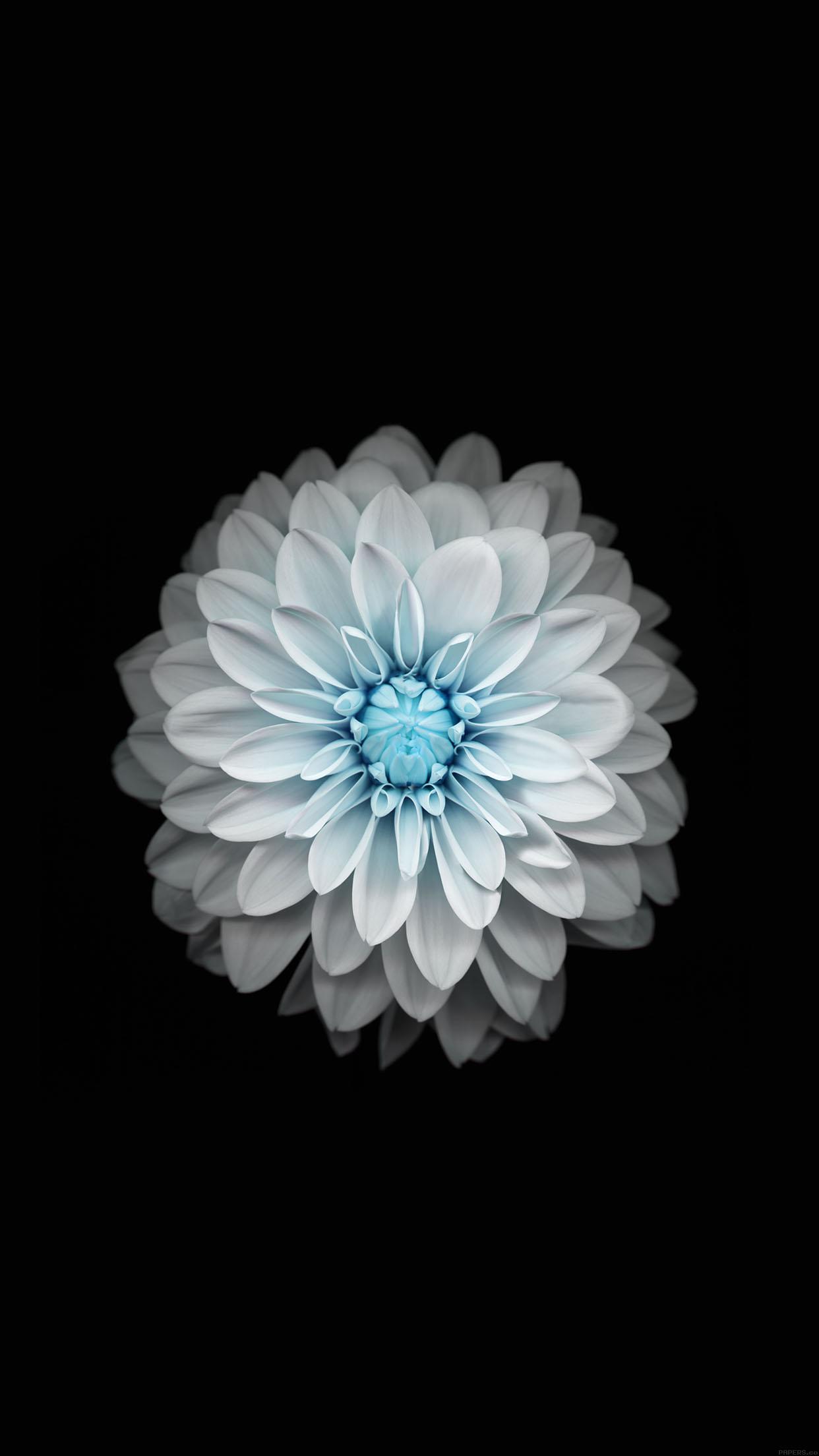 iPhone Blue Flower Wallpapers Top Free iPhone Blue Flower Backgrounds
