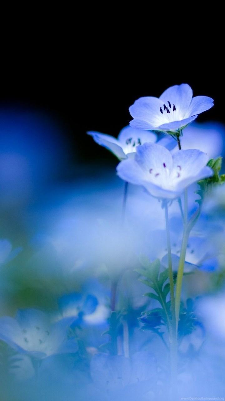 iPhone Blue Flower Wallpapers Top Free iPhone Blue Flower Backgrounds