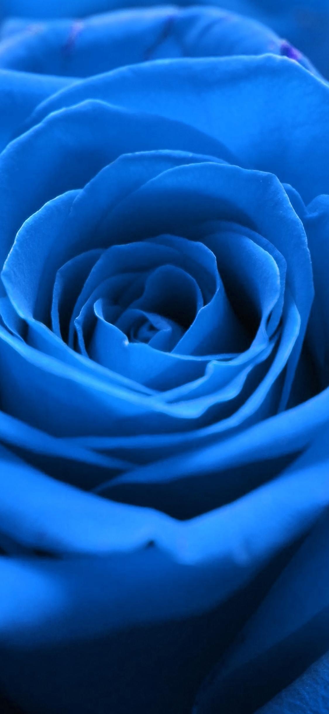 iPhone Blue Flower Wallpapers Top Free iPhone Blue Flower Backgrounds