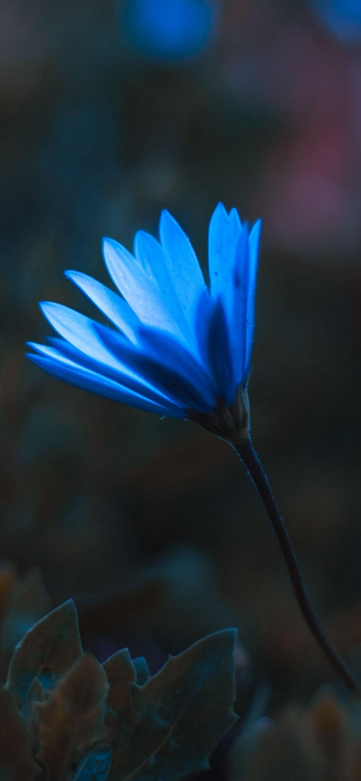 iPhone Blue Flower Wallpapers Top Free iPhone Blue Flower Backgrounds