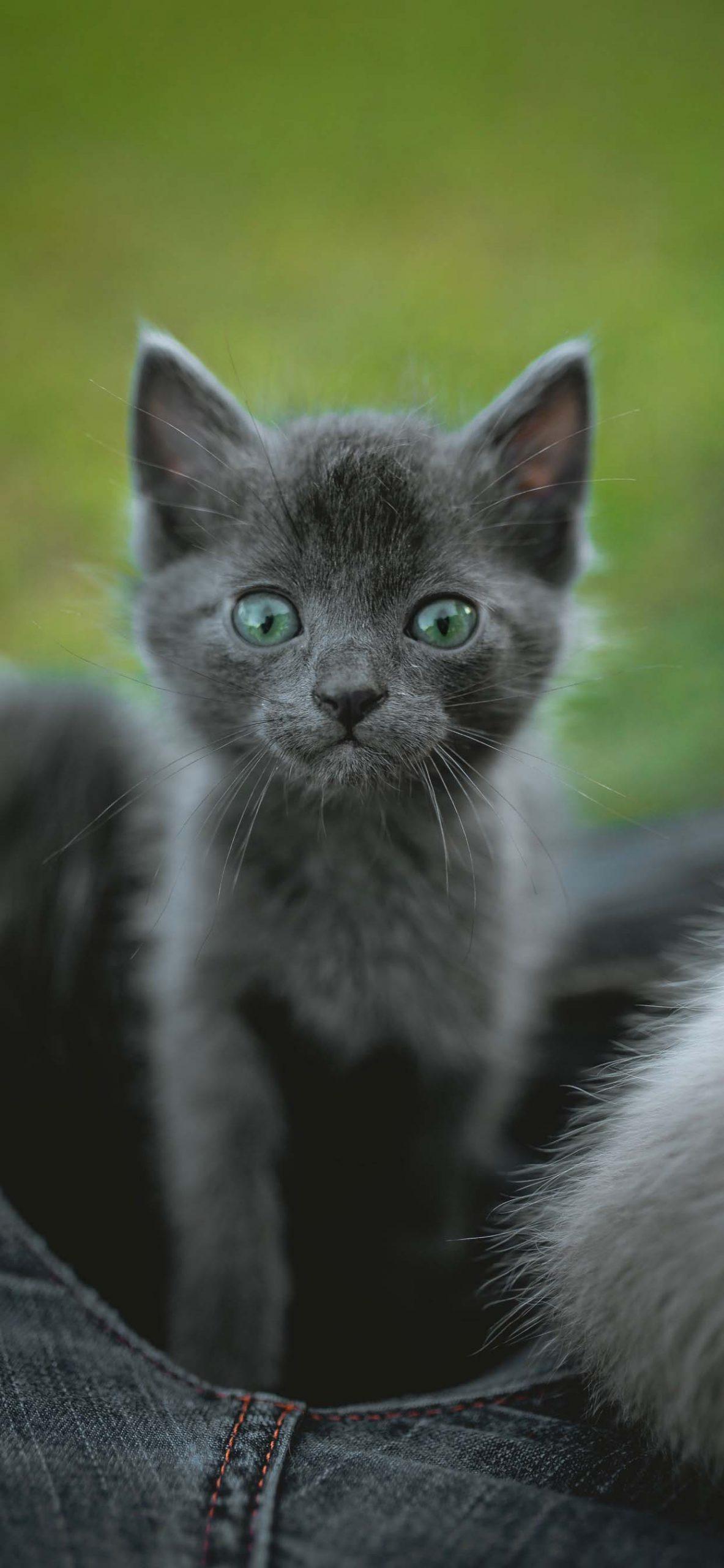 Cute Gray Cats Wallpapers Top Free Cute Gray Cats Backgrounds WallpaperAccess