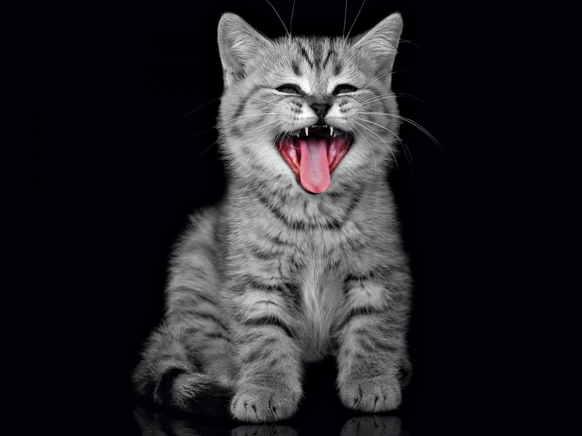 Cute Gray Cats Wallpapers Top Free Cute Gray Cats Backgrounds WallpaperAccess