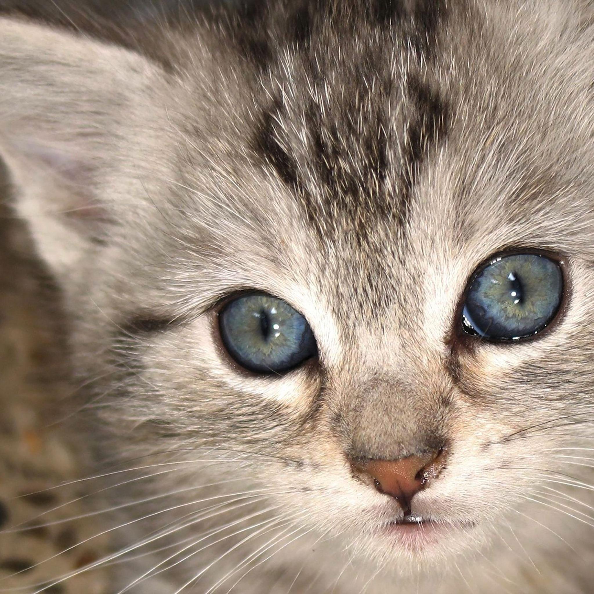 Cute Gray Cats Wallpapers Top Free Cute Gray Cats Backgrounds WallpaperAccess