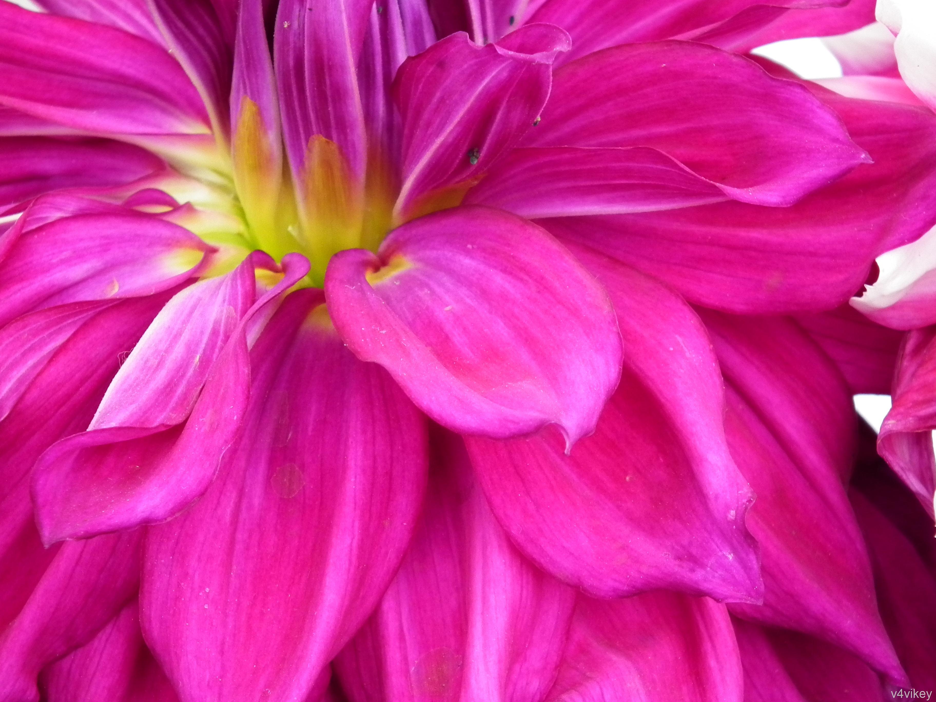 Magenta Flower Wallpapers Top Free Magenta Flower Backgrounds