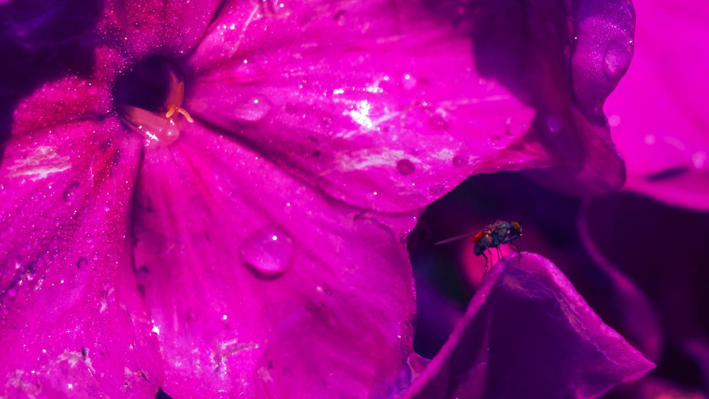 Magenta Flower Wallpapers Top Free Magenta Flower Backgrounds