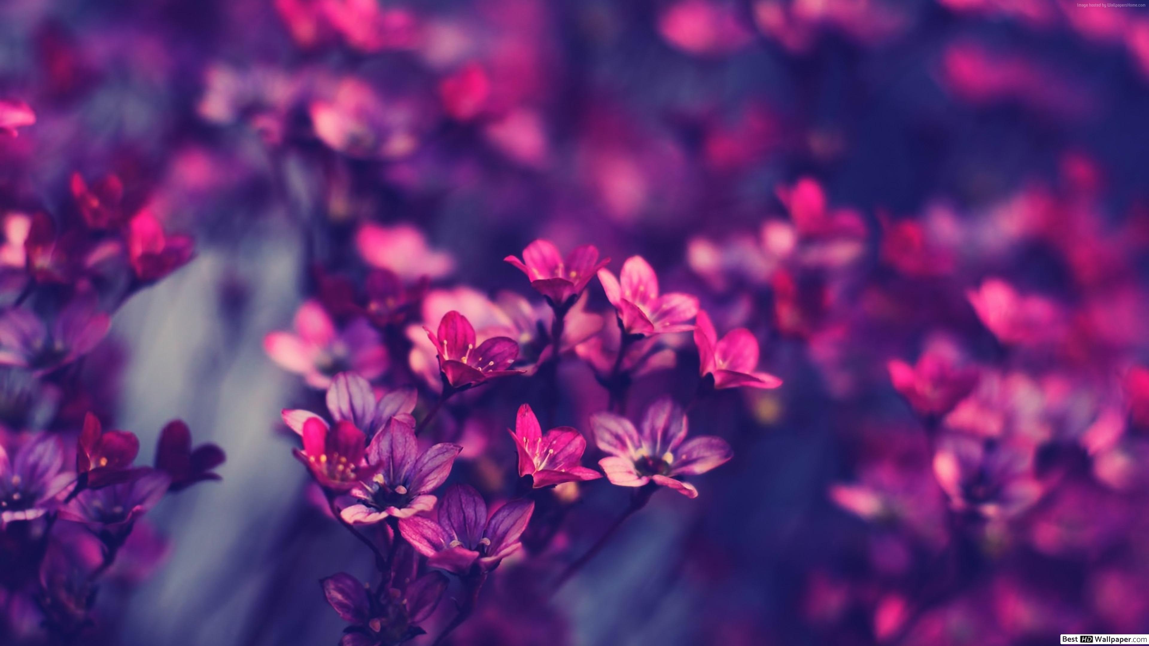 Magenta Flower Wallpapers Top Free Magenta Flower Backgrounds