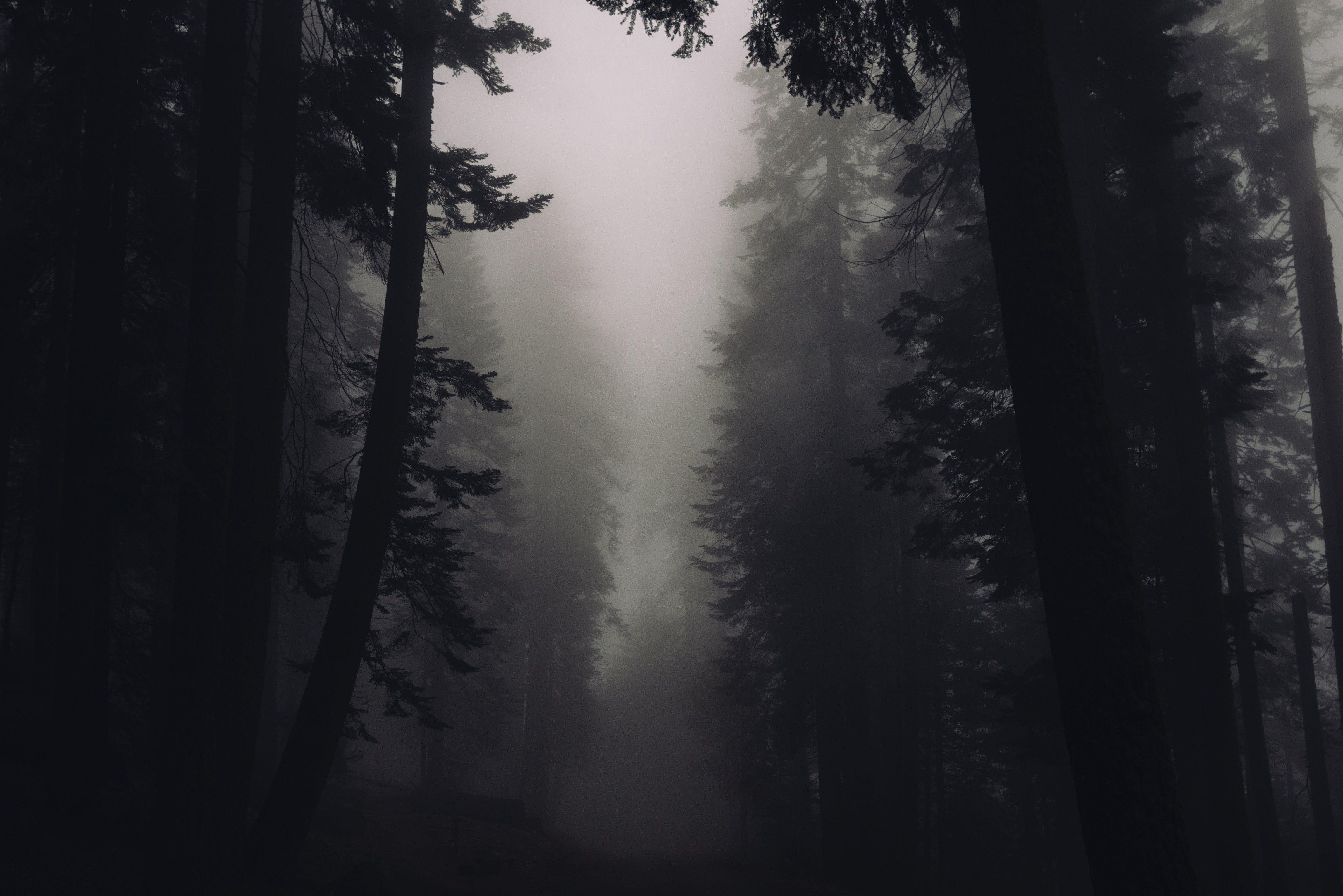 Dark Misty Forest Wallpapers Top Free Dark Misty Forest Backgrounds