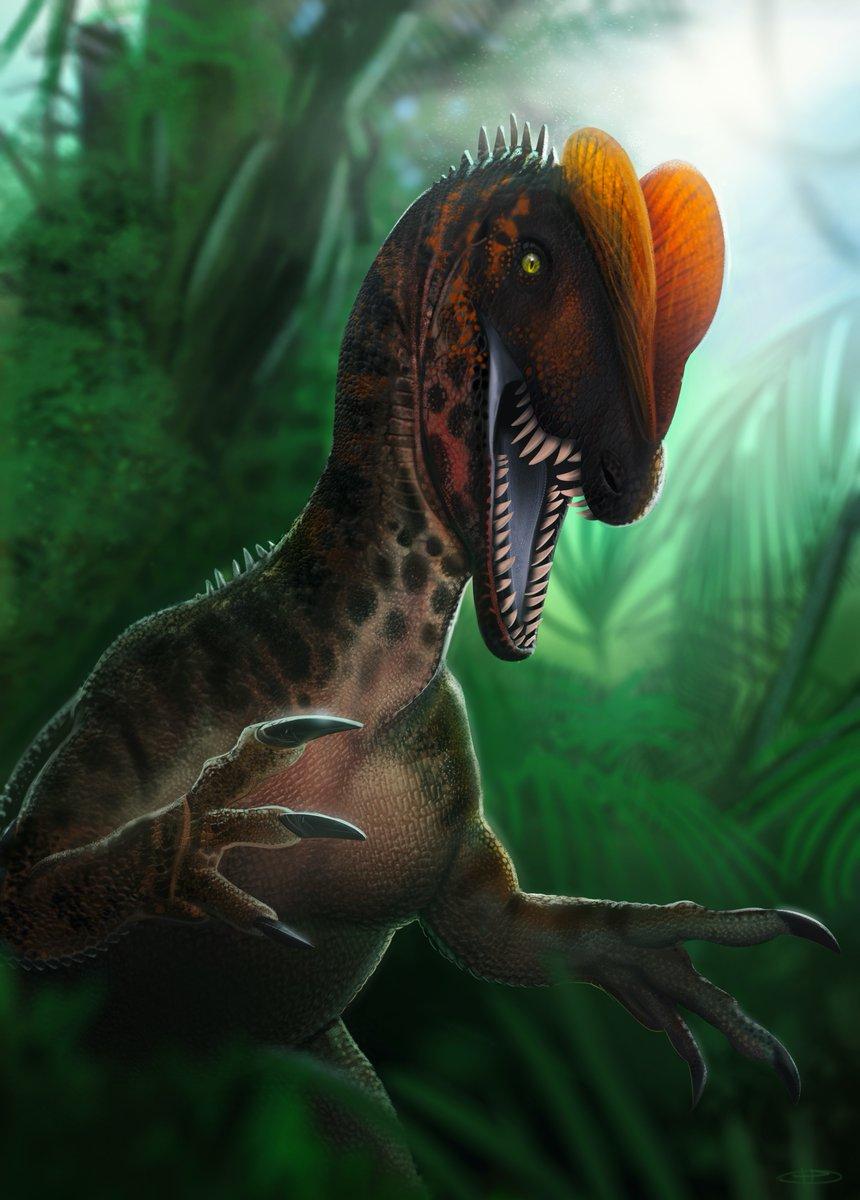 Dilophosaurus Wallpapers Top Free Dilophosaurus Backgrounds