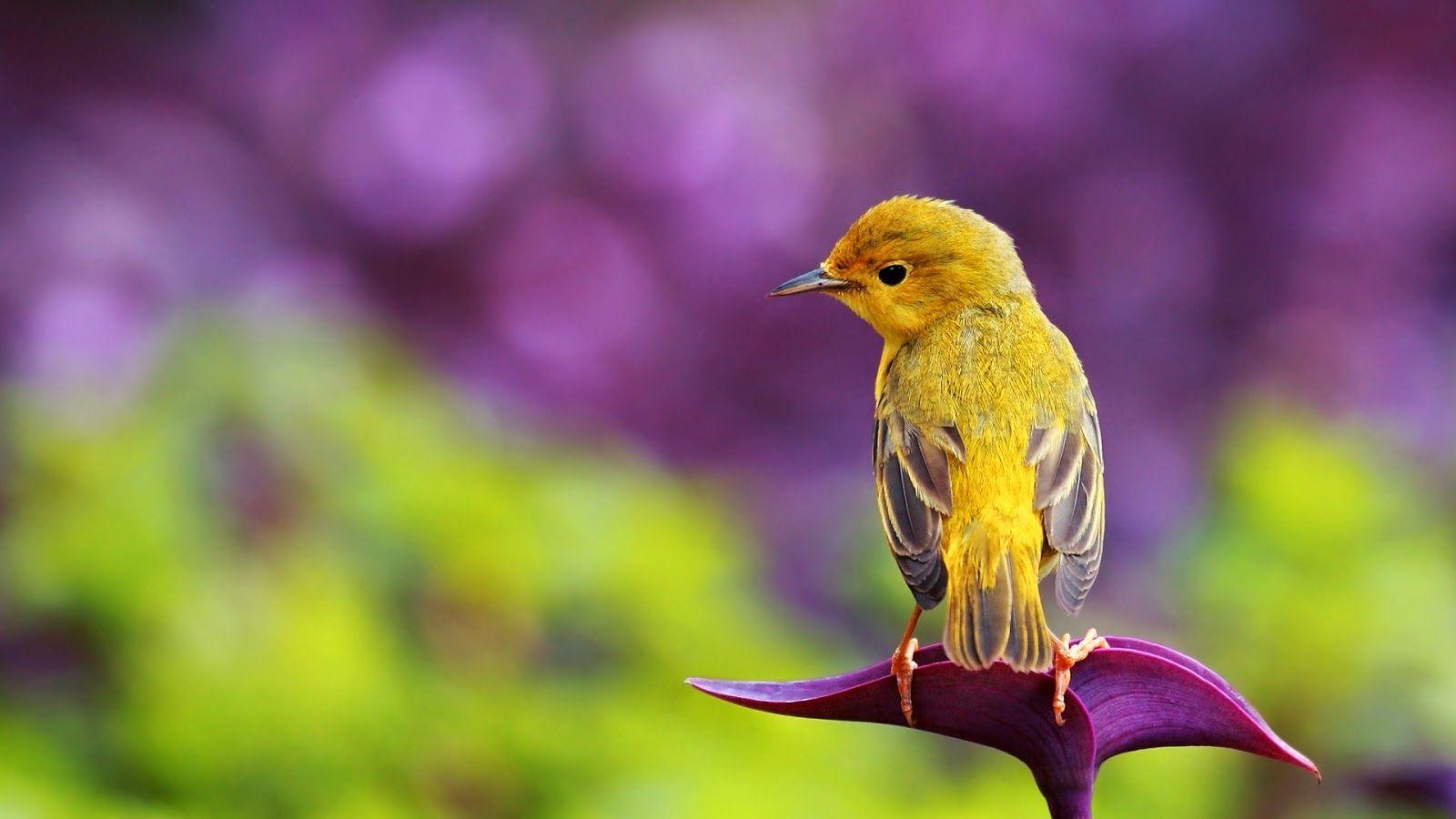Bird Nature Wallpapers Top Free Bird Nature Backgrounds WallpaperAccess