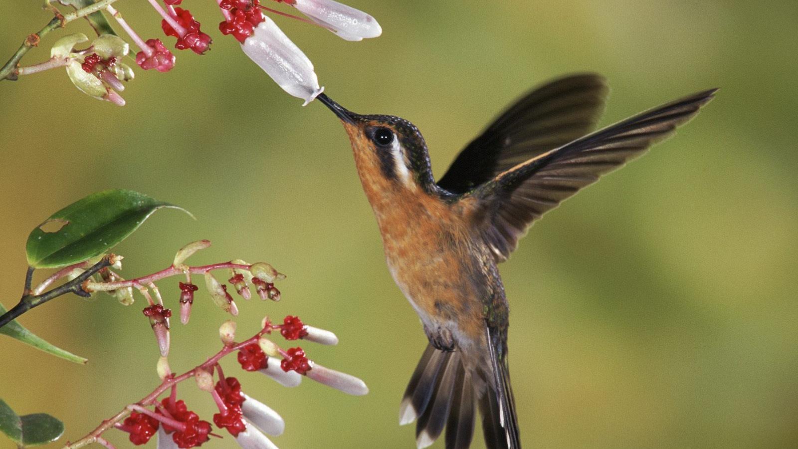 Bird Nature Wallpapers Top Free Bird Nature Backgrounds WallpaperAccess