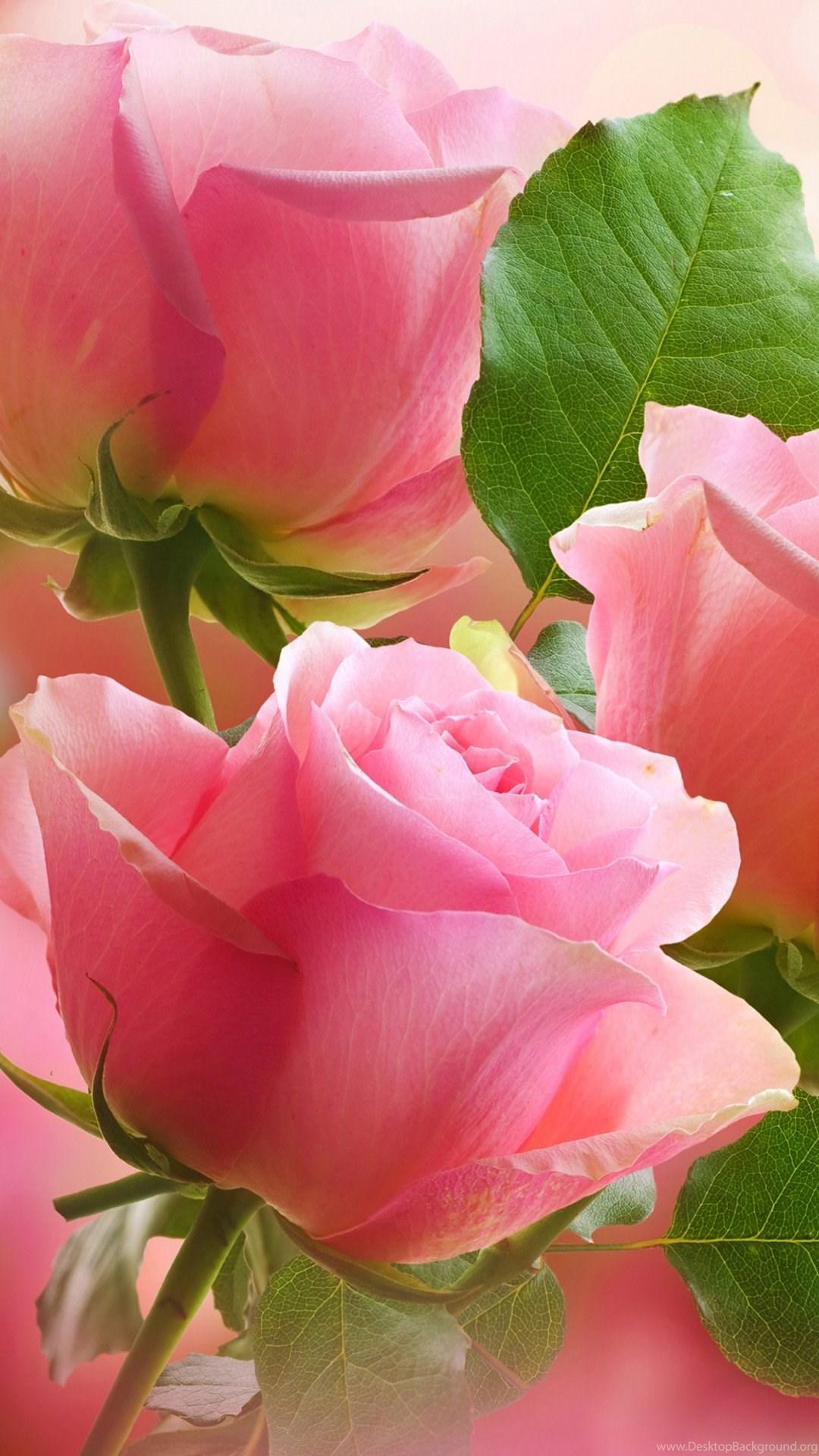 Soft Pink Roses Wallpapers Top Free Soft Pink Roses Backgrounds