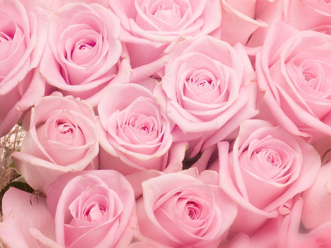 Soft Pink Roses Wallpapers Top Free Soft Pink Roses Backgrounds