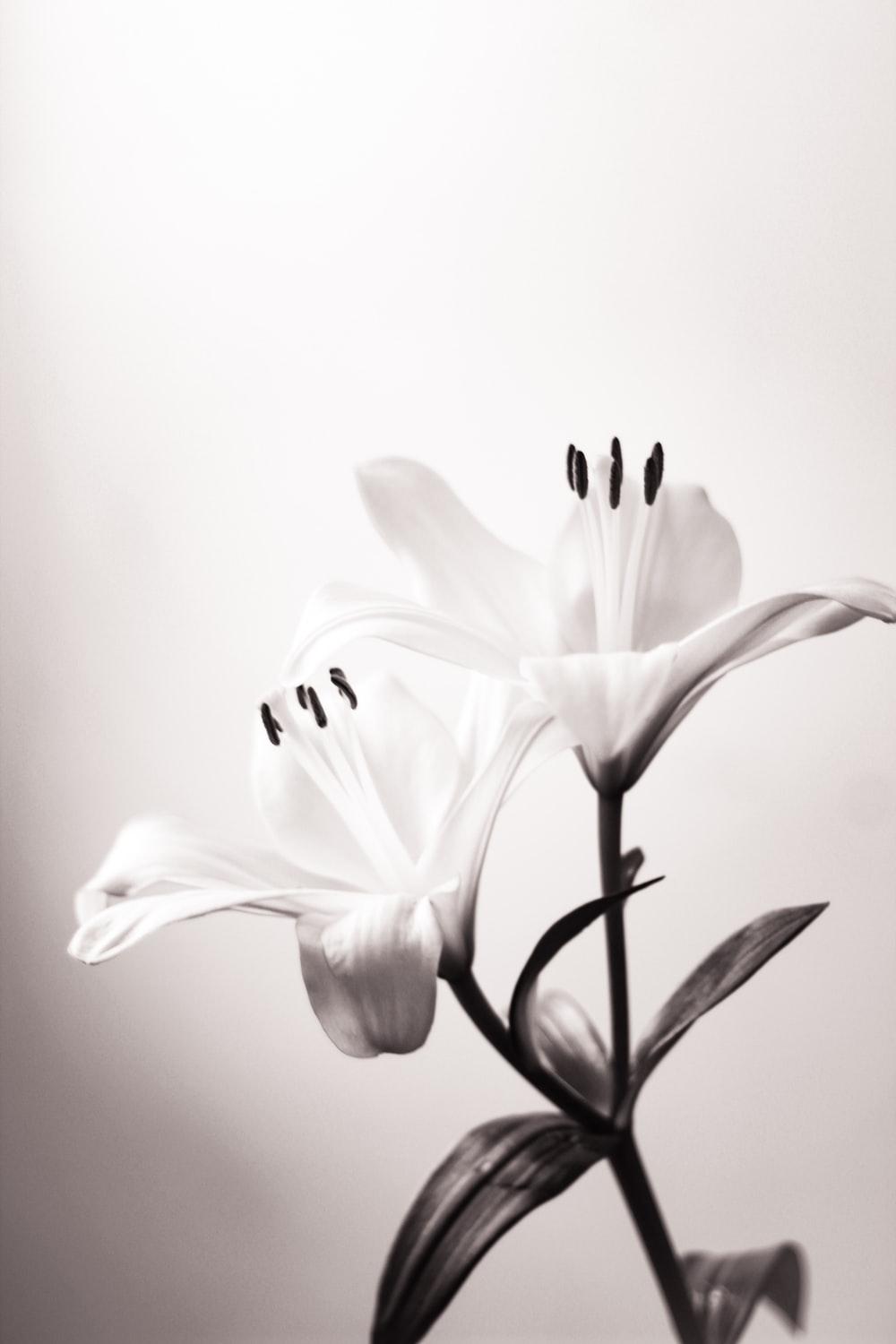 Black and White Flower Art Wallpapers Top Free Black and White Flower