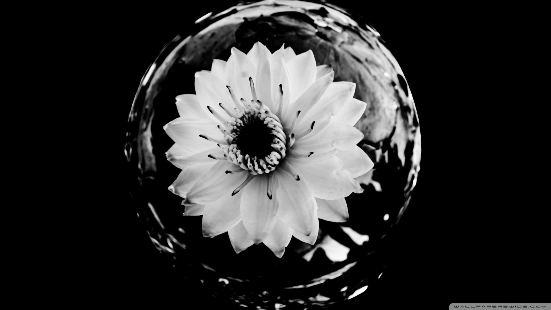 Black and White Flower Desktop Wallpapers Top Free Black and White