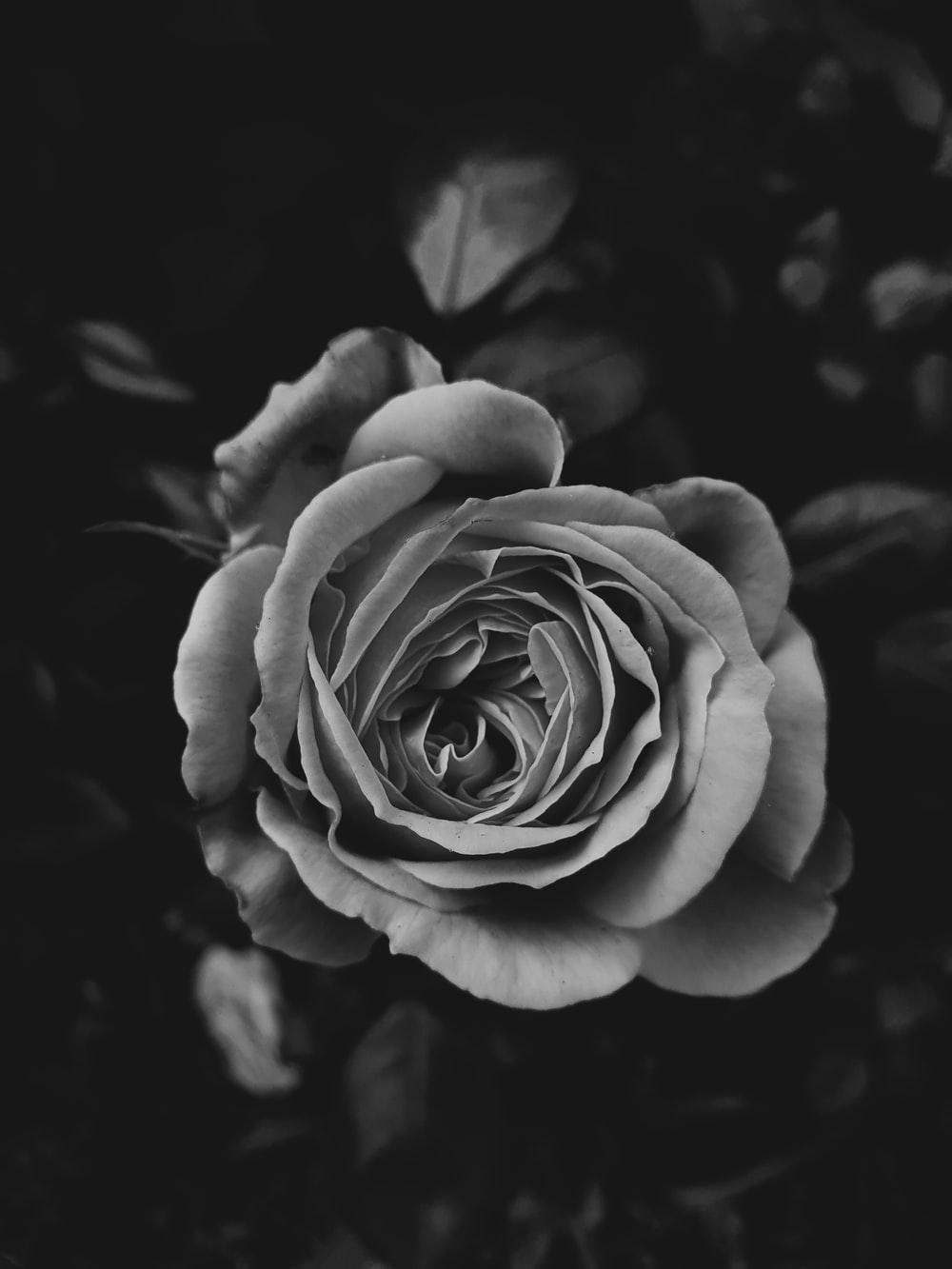 Black and White Rose Flower Wallpapers Top Free Black and White Rose Flower Backgrounds