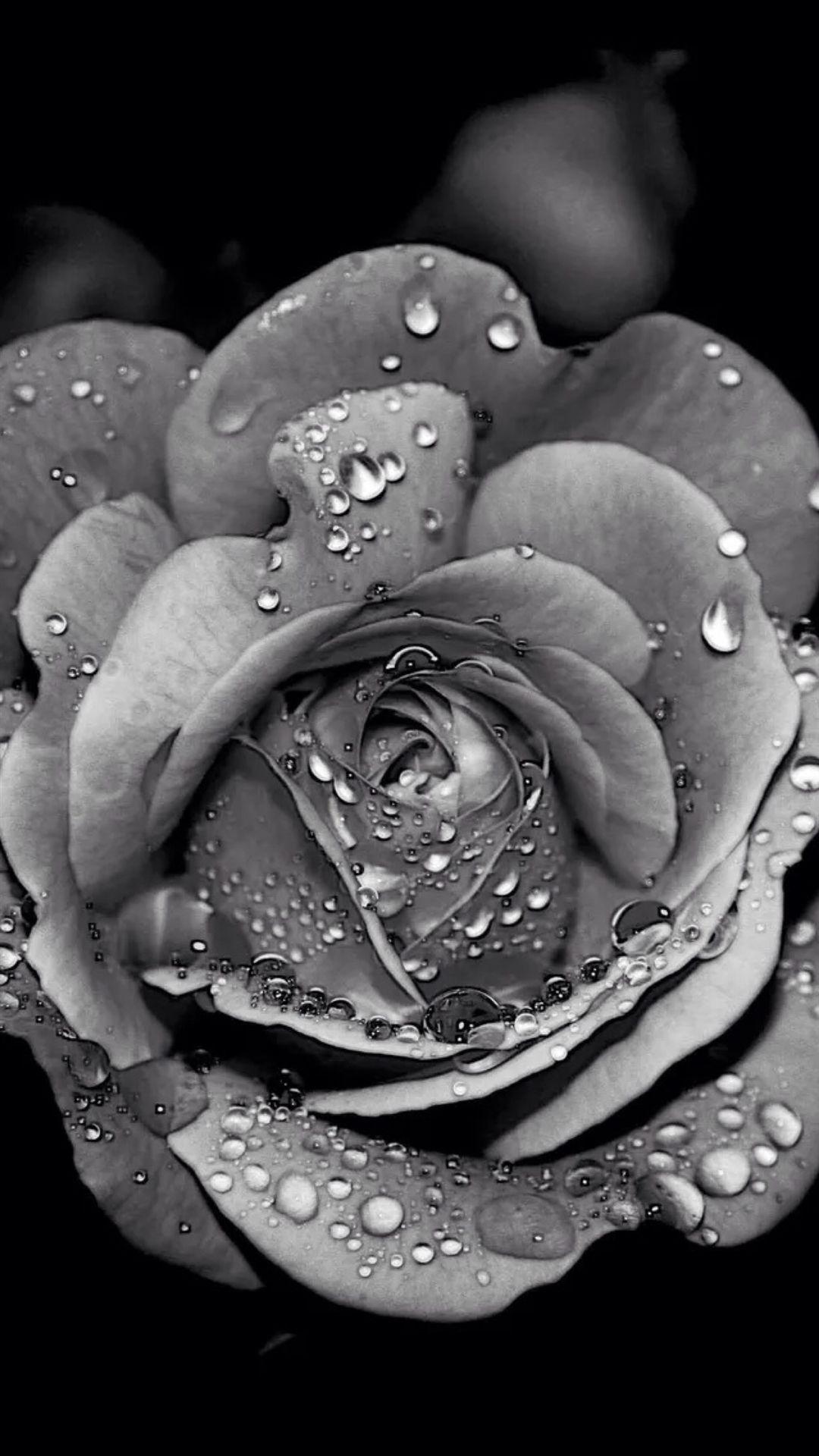 Black and White Roses iPhone Wallpapers Top Free Black and White