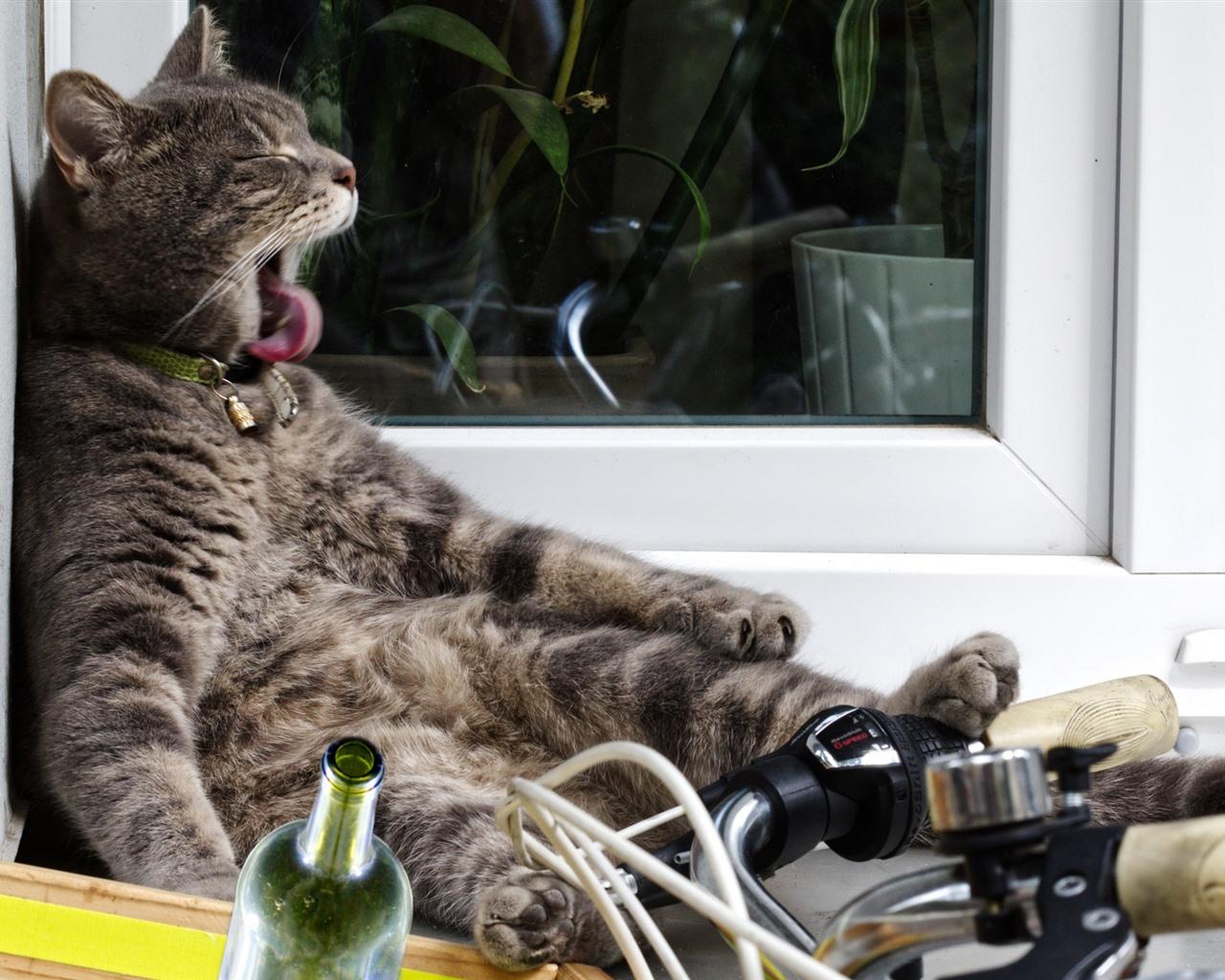 Drunk Animals Wallpapers Top Free Drunk Animals Backgrounds