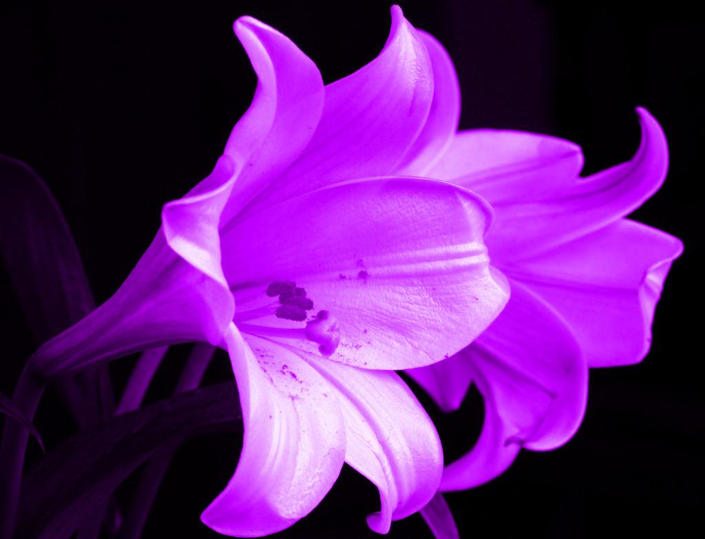 Purple Lily Wallpapers Top Free Purple Lily Backgrounds WallpaperAccess