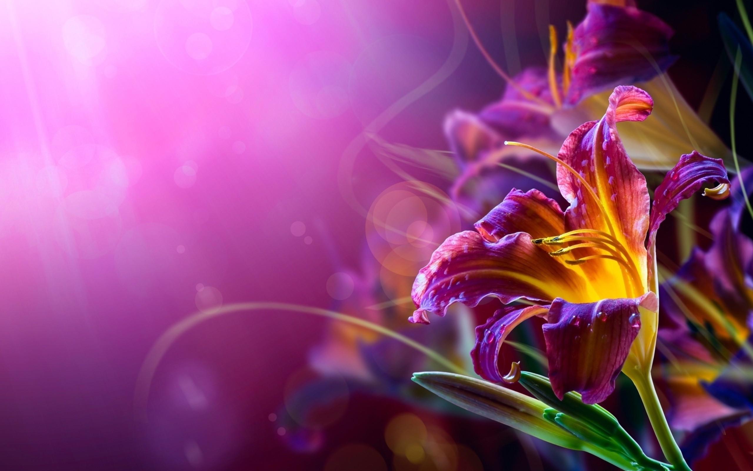 Purple Lily Wallpapers Top Free Purple Lily Backgrounds WallpaperAccess
