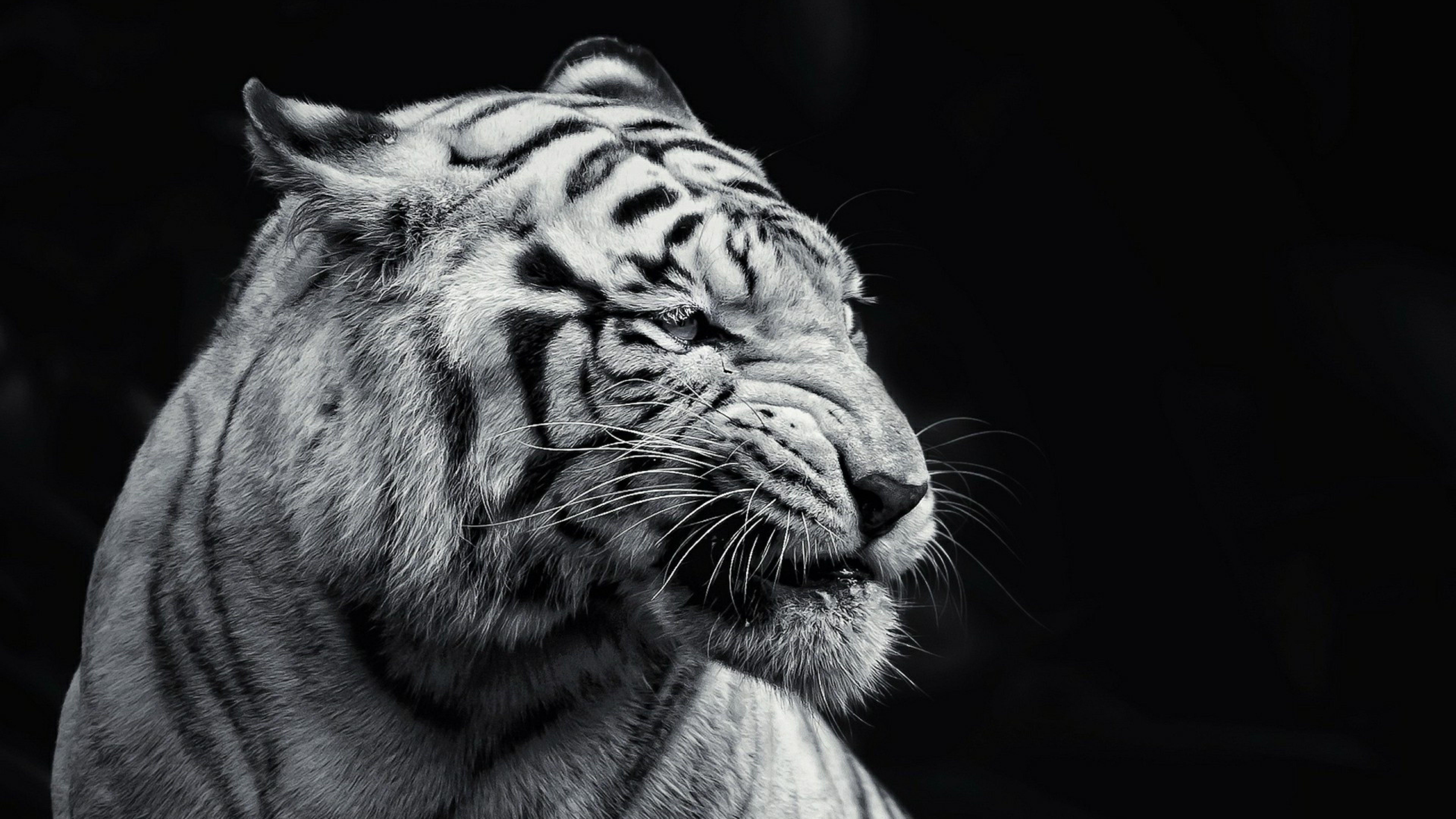 Download Gambar Hd Wallpapers Black Tiger terbaru 2020 Miuiku