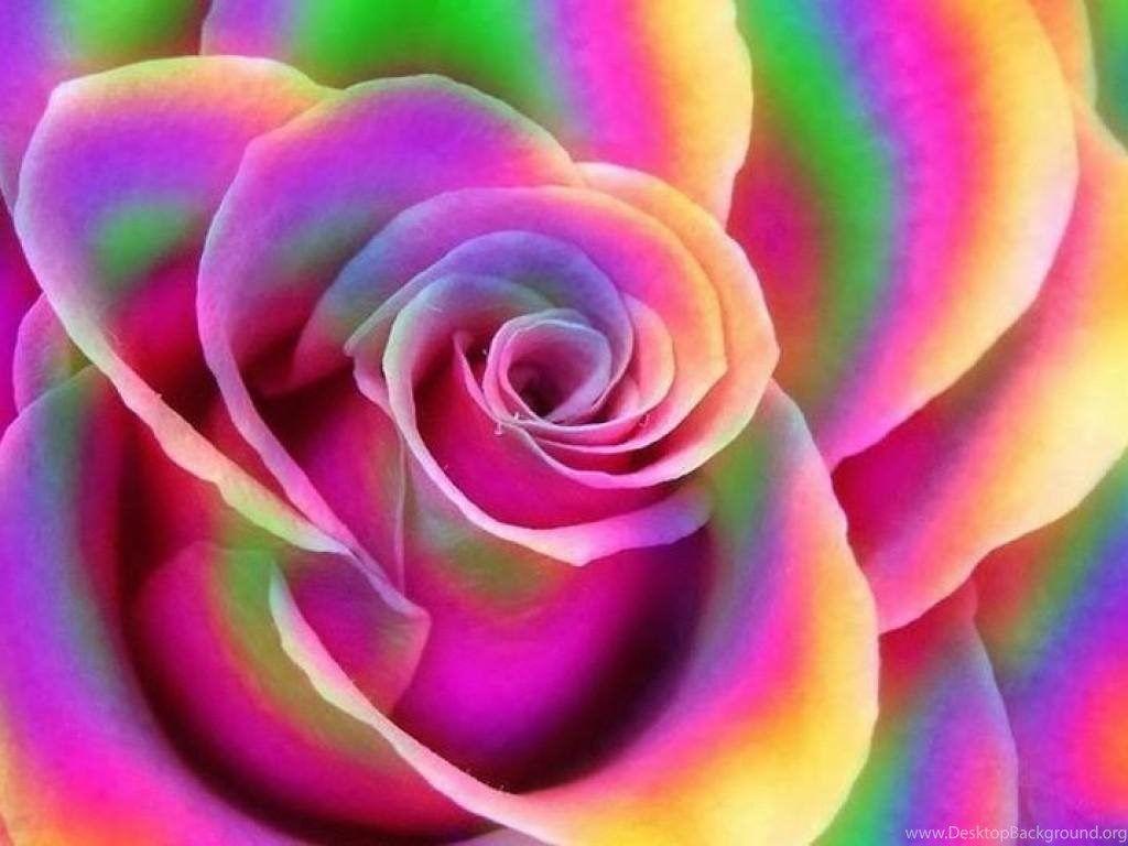 Colorful Roses Desktop Wallpapers Top Free Colorful Roses Desktop