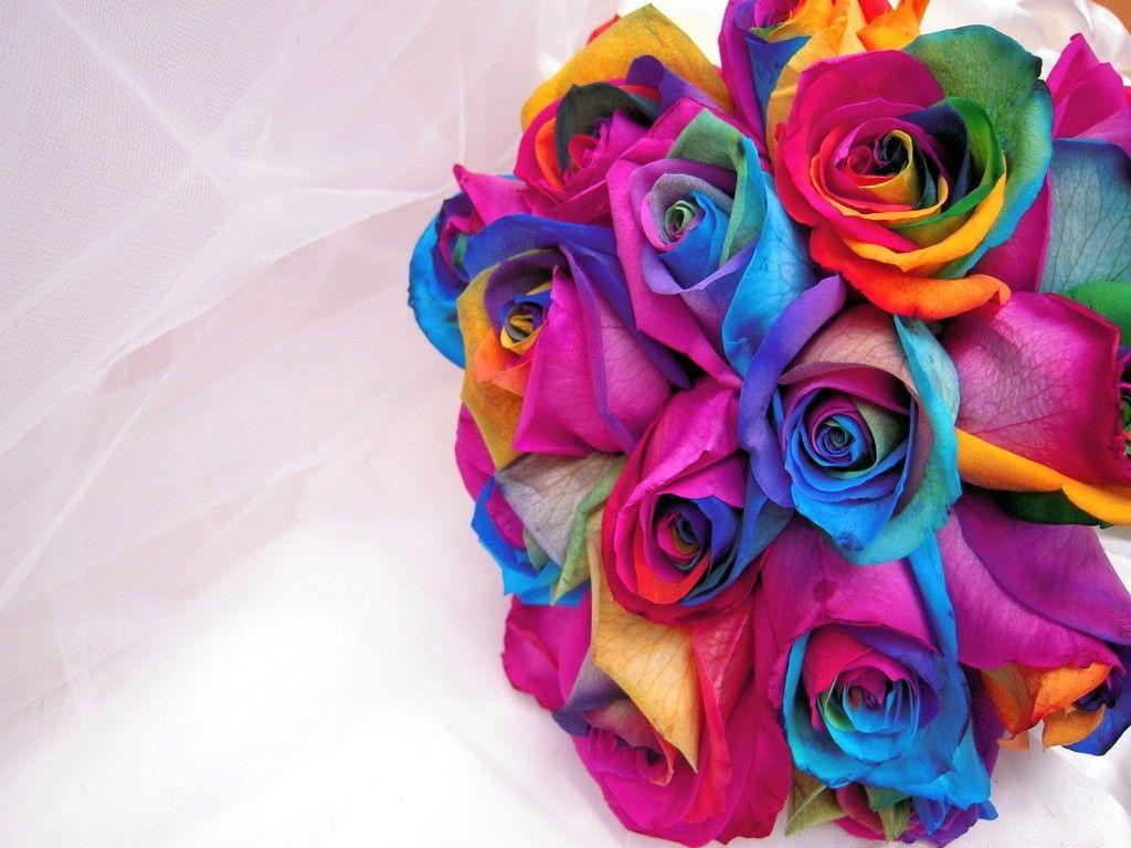Colorful Roses Desktop Wallpapers Top Free Colorful Roses Desktop