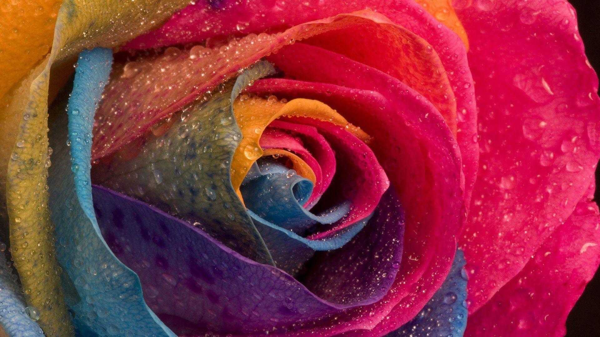 Colorful Roses Desktop Wallpapers Top Free Colorful Roses Desktop