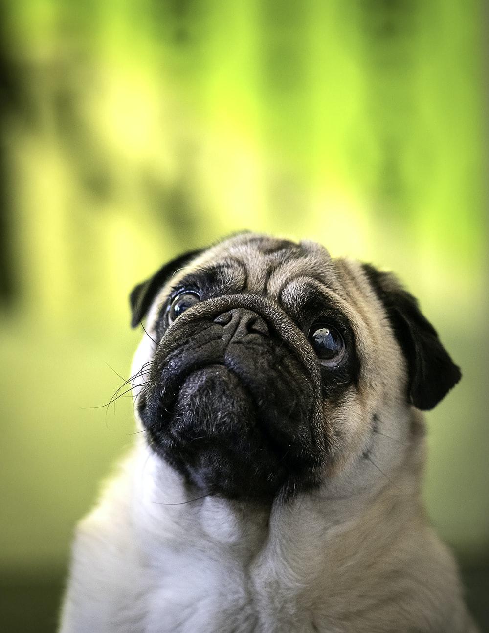 Funny Pug Dog Wallpapers Top Free Funny Pug Dog Backgrounds