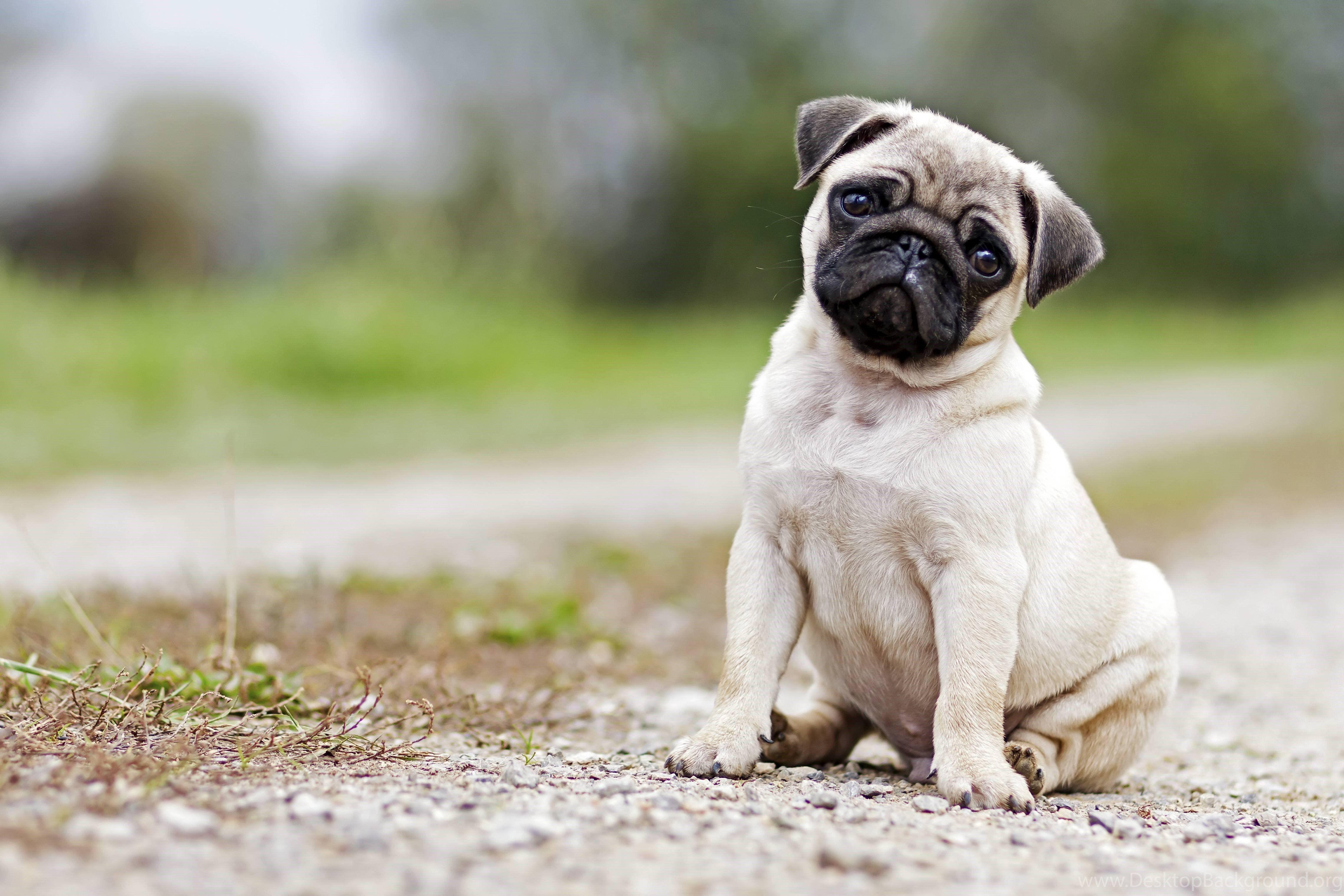 Funny Pug Dog Wallpapers Top Free Funny Pug Dog Backgrounds