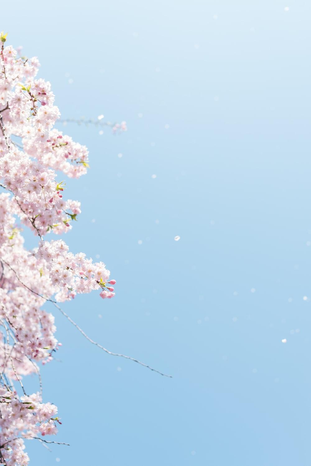 Anime Sakura Flower Wallpapers Top Free Anime Sakura Flower