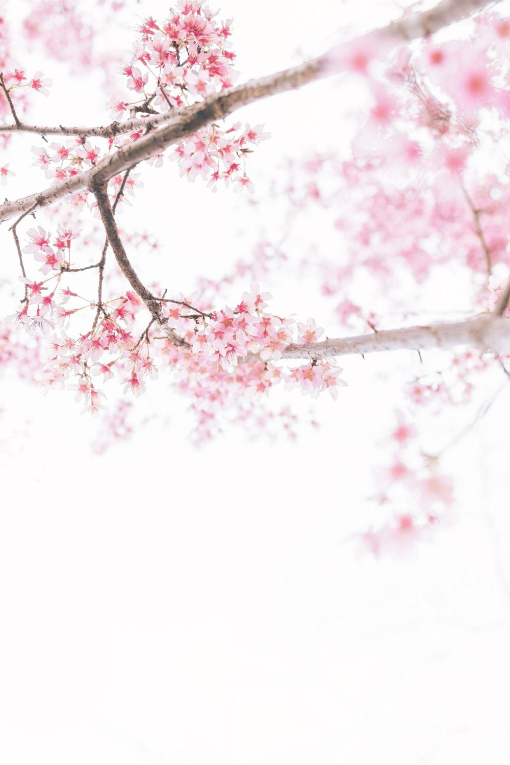 White Sakura Wallpapers Top Free White Sakura Backgrounds