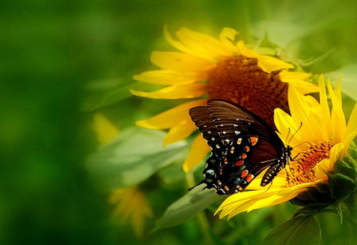 Sunflower and Butterfly Wallpapers Top Free Sunflower and Butterfly
