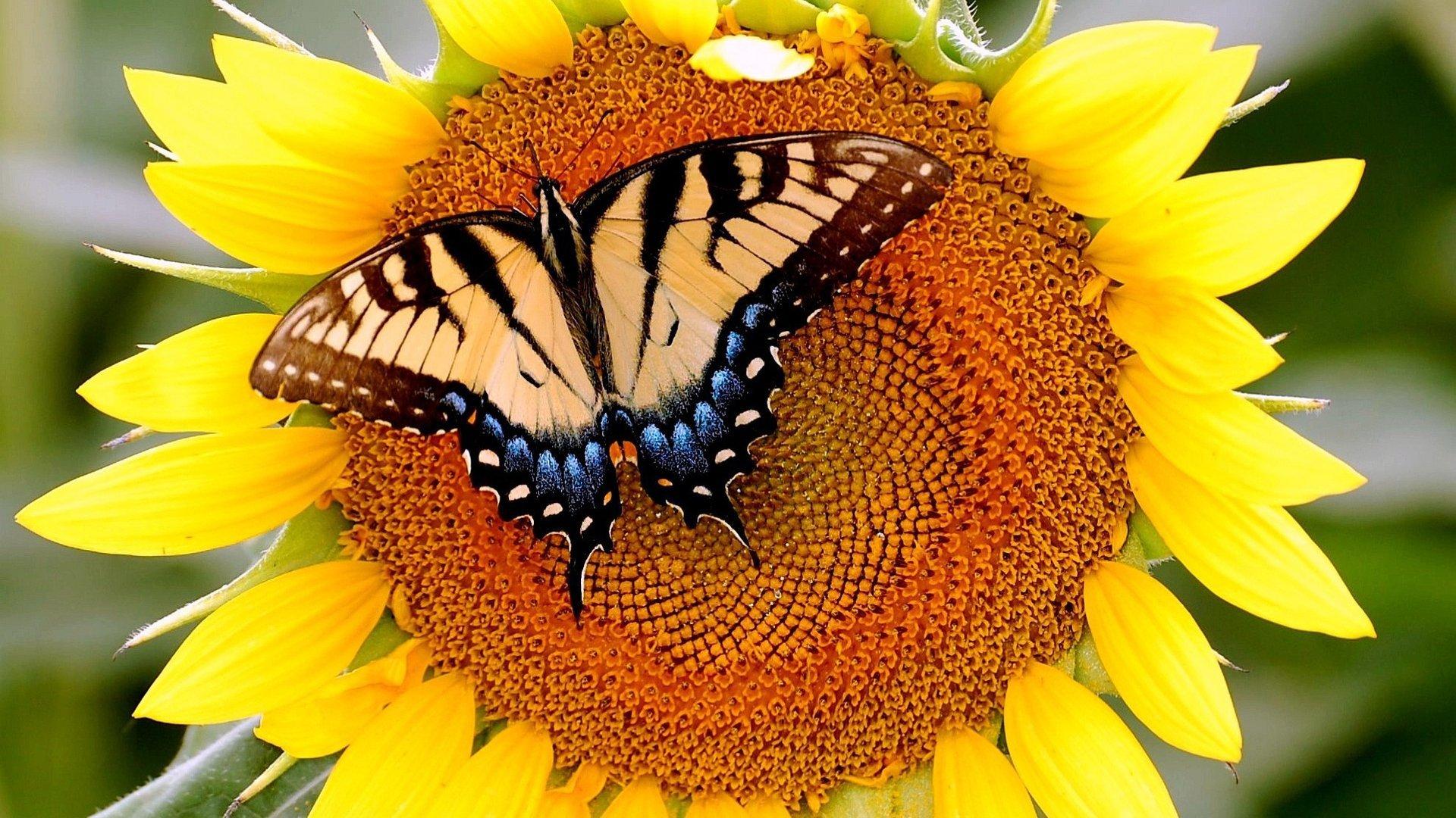 Sunflower and Butterfly Wallpapers Top Free Sunflower and Butterfly