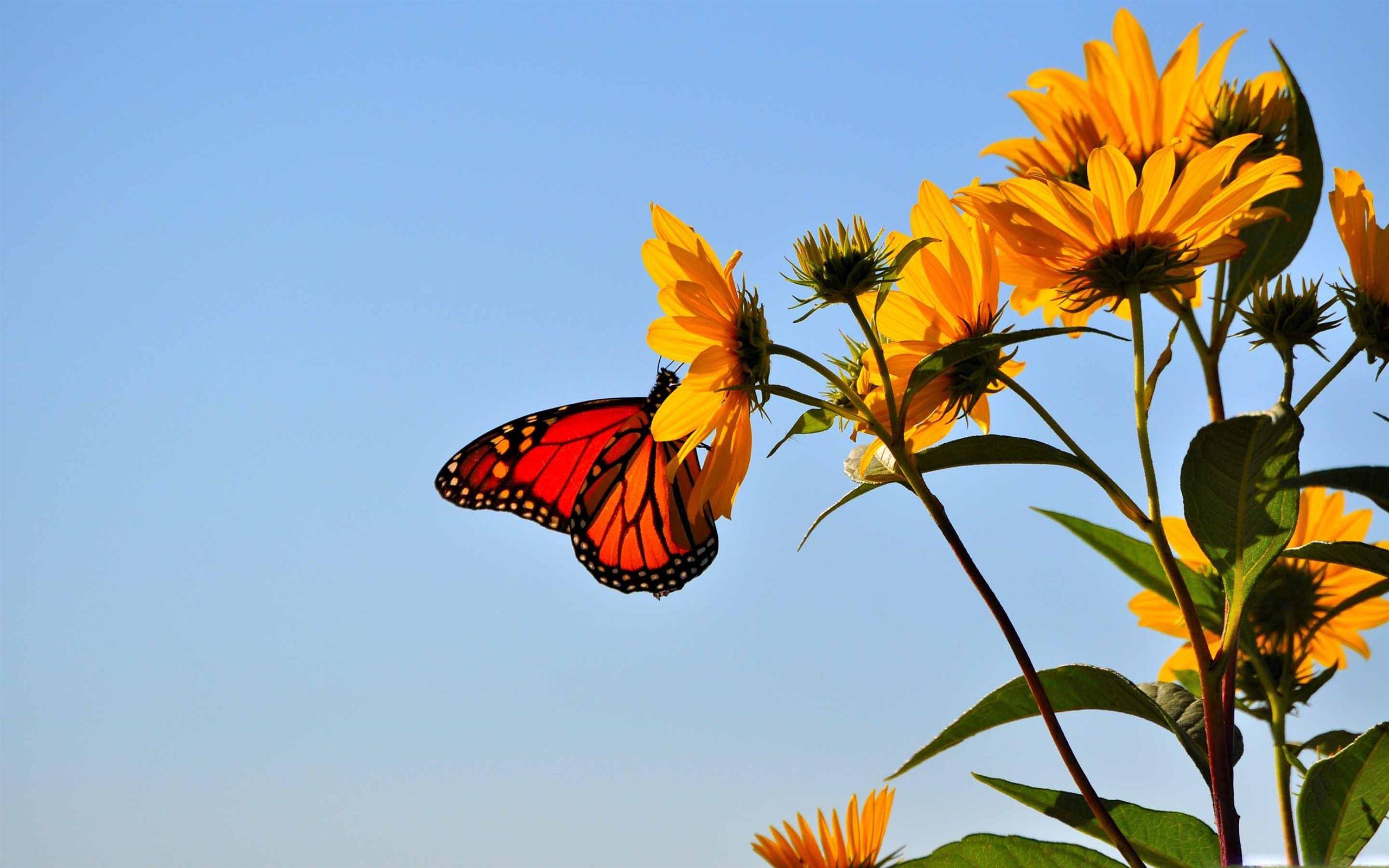 Sunflower and Butterfly Wallpapers Top Free Sunflower and Butterfly