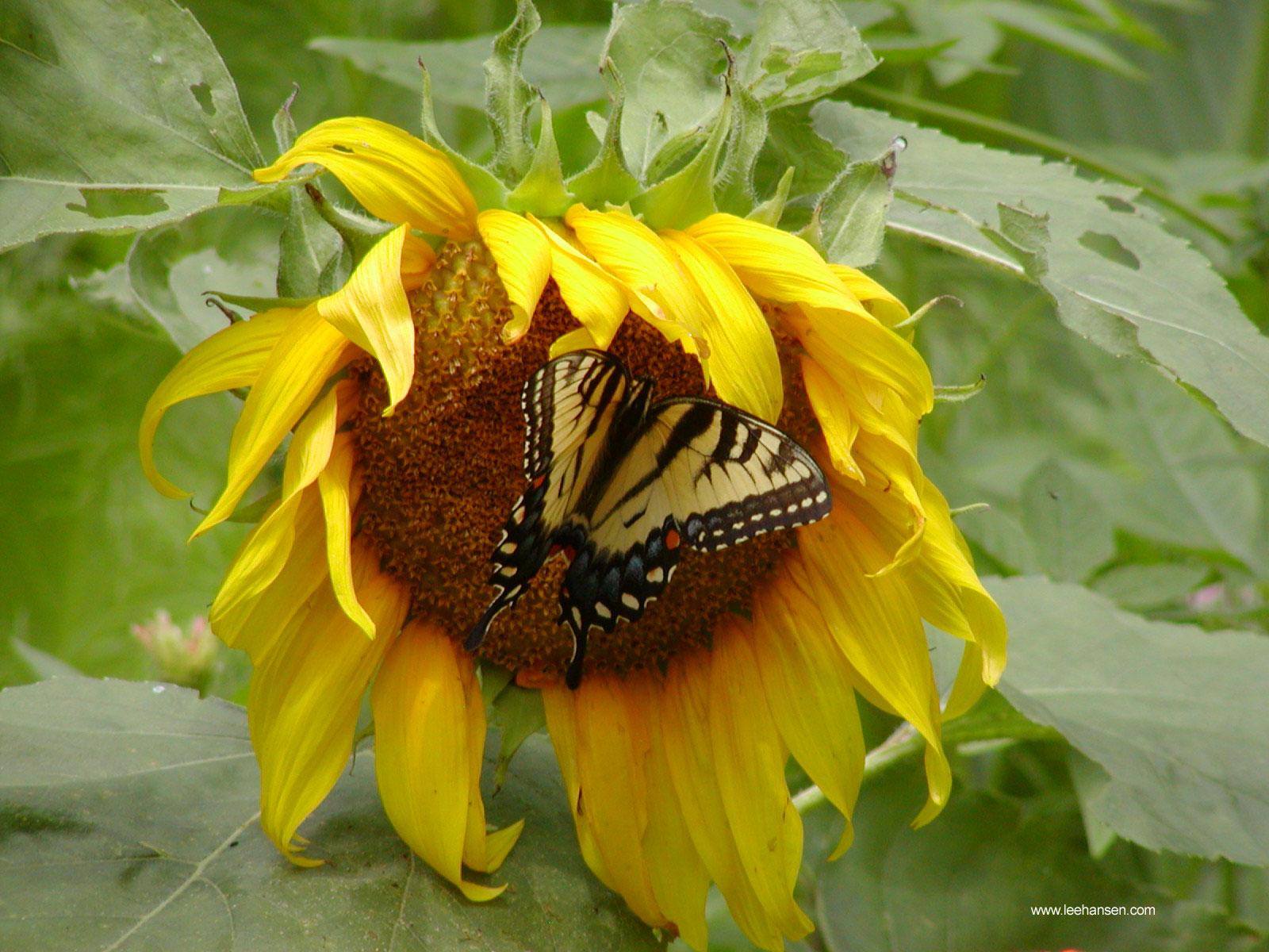 Sunflower and Butterfly Wallpapers Top Free Sunflower and Butterfly