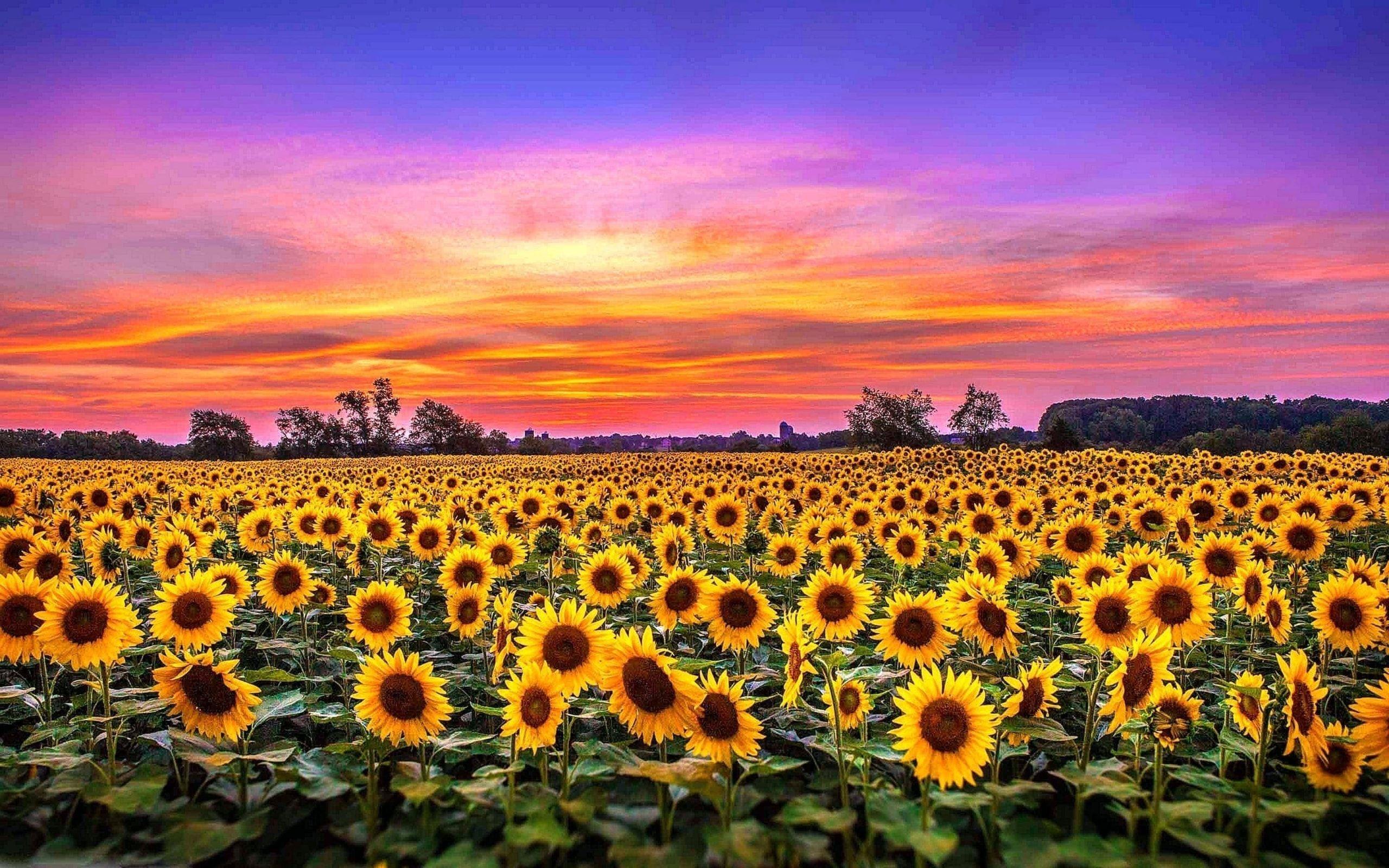 Sunflower PC Wallpapers Top Free Sunflower PC Backgrounds