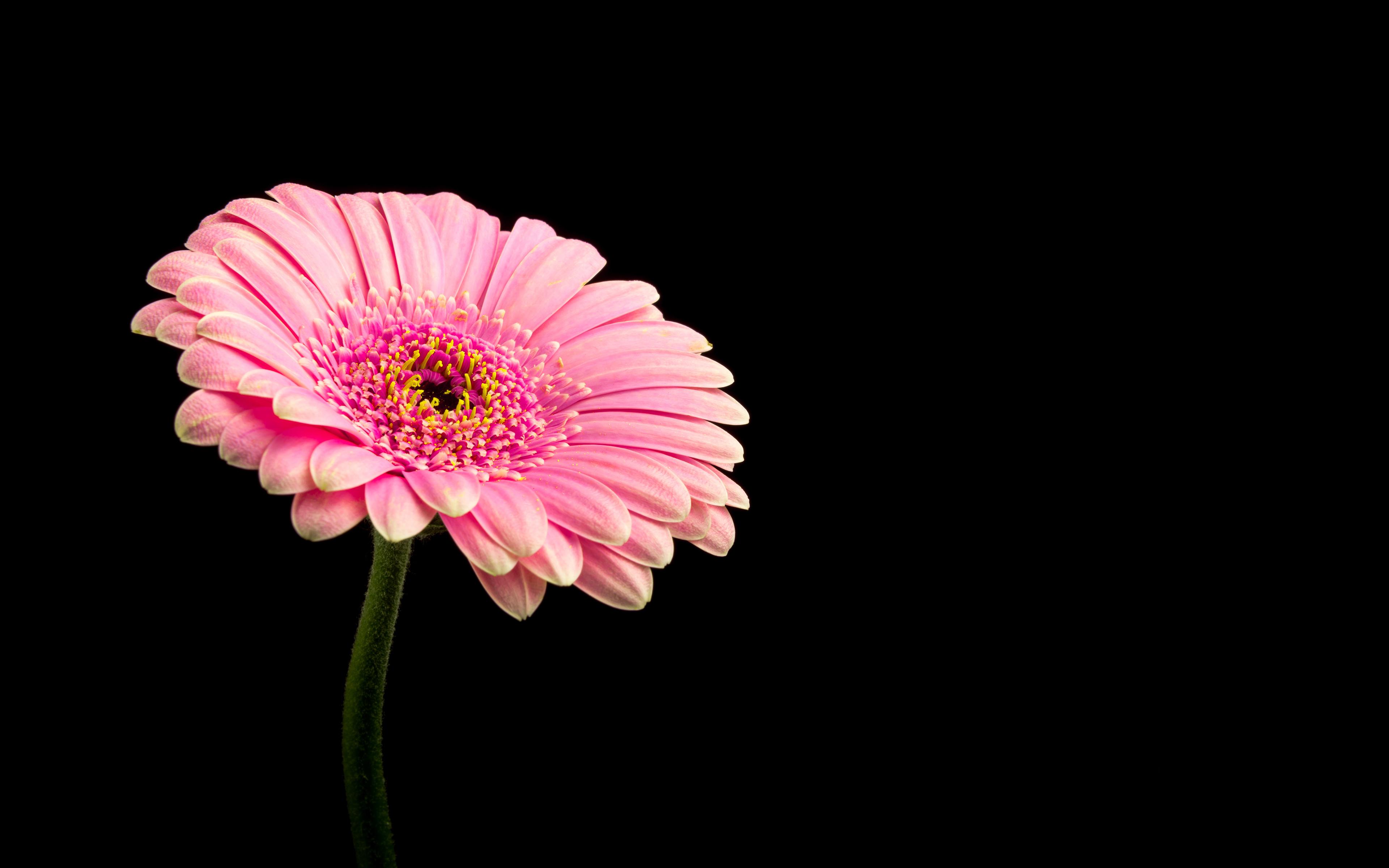 Pink Daisy Flower Wallpapers Top Free Pink Daisy Flower Backgrounds