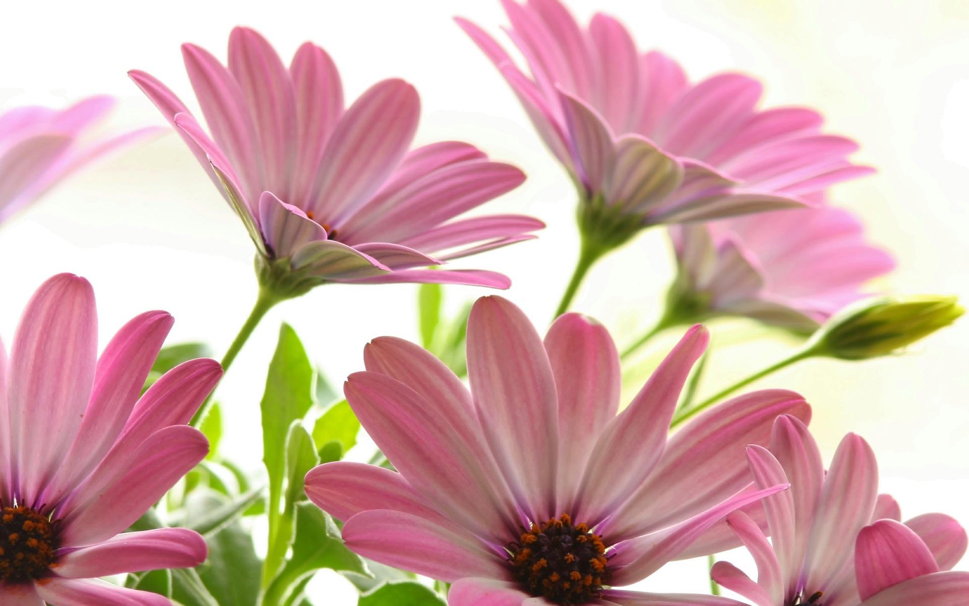 Pink Daisy Flower Wallpapers Top Free Pink Daisy Flower Backgrounds