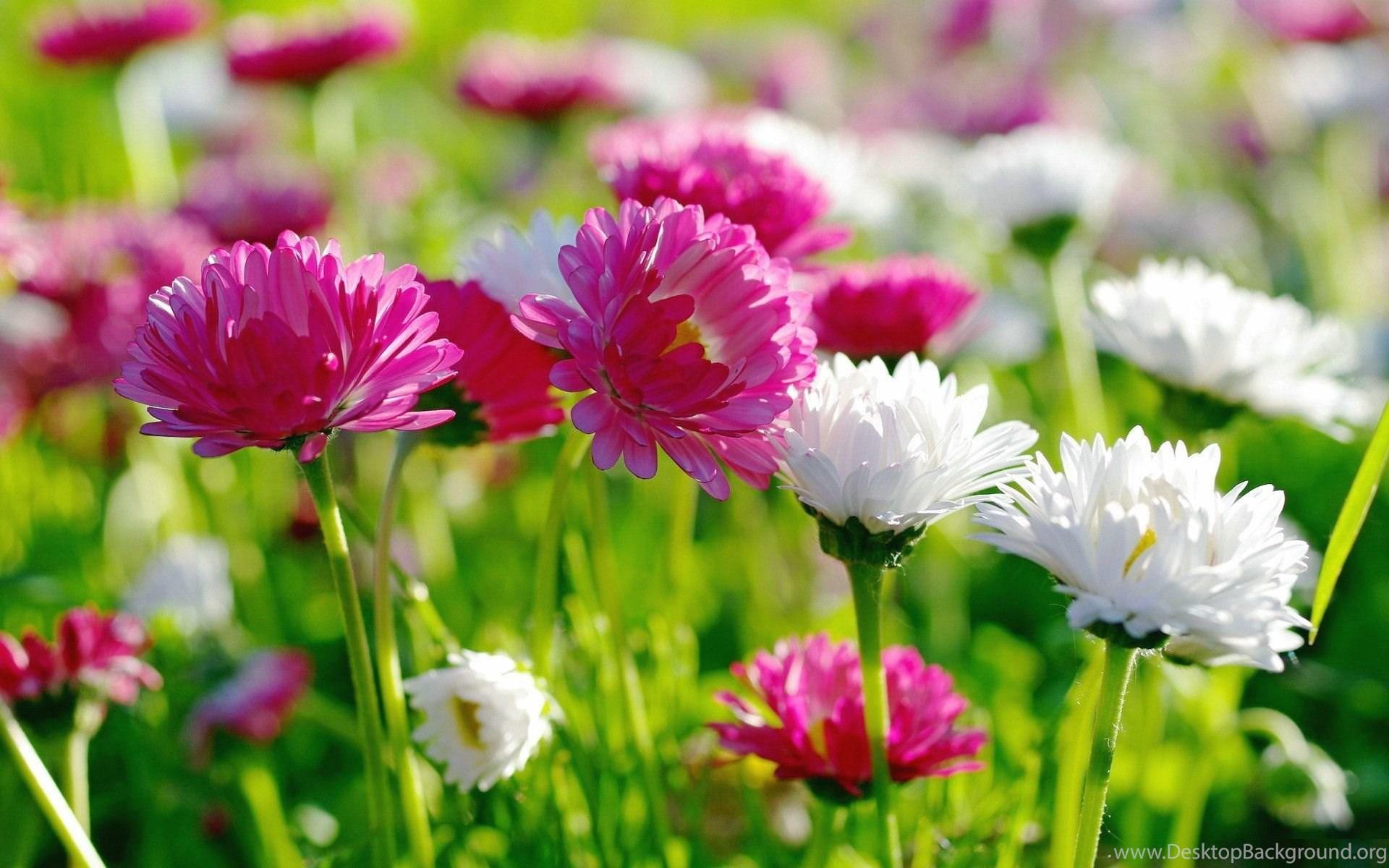 Pink Daisy Flower Wallpapers Top Free Pink Daisy Flower Backgrounds