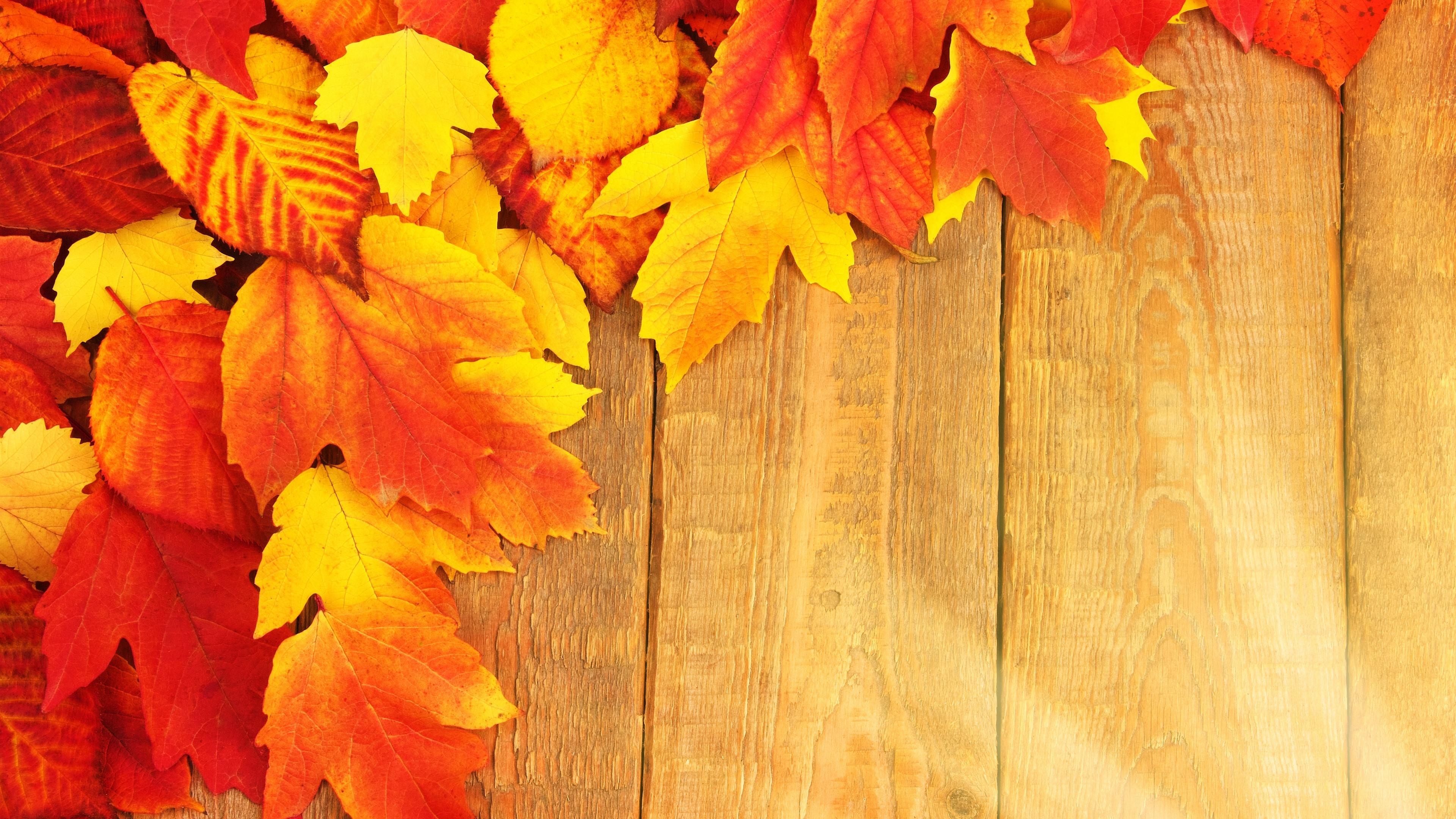 Orange Leaf Wallpapers Top Free Orange Leaf Backgrounds WallpaperAccess