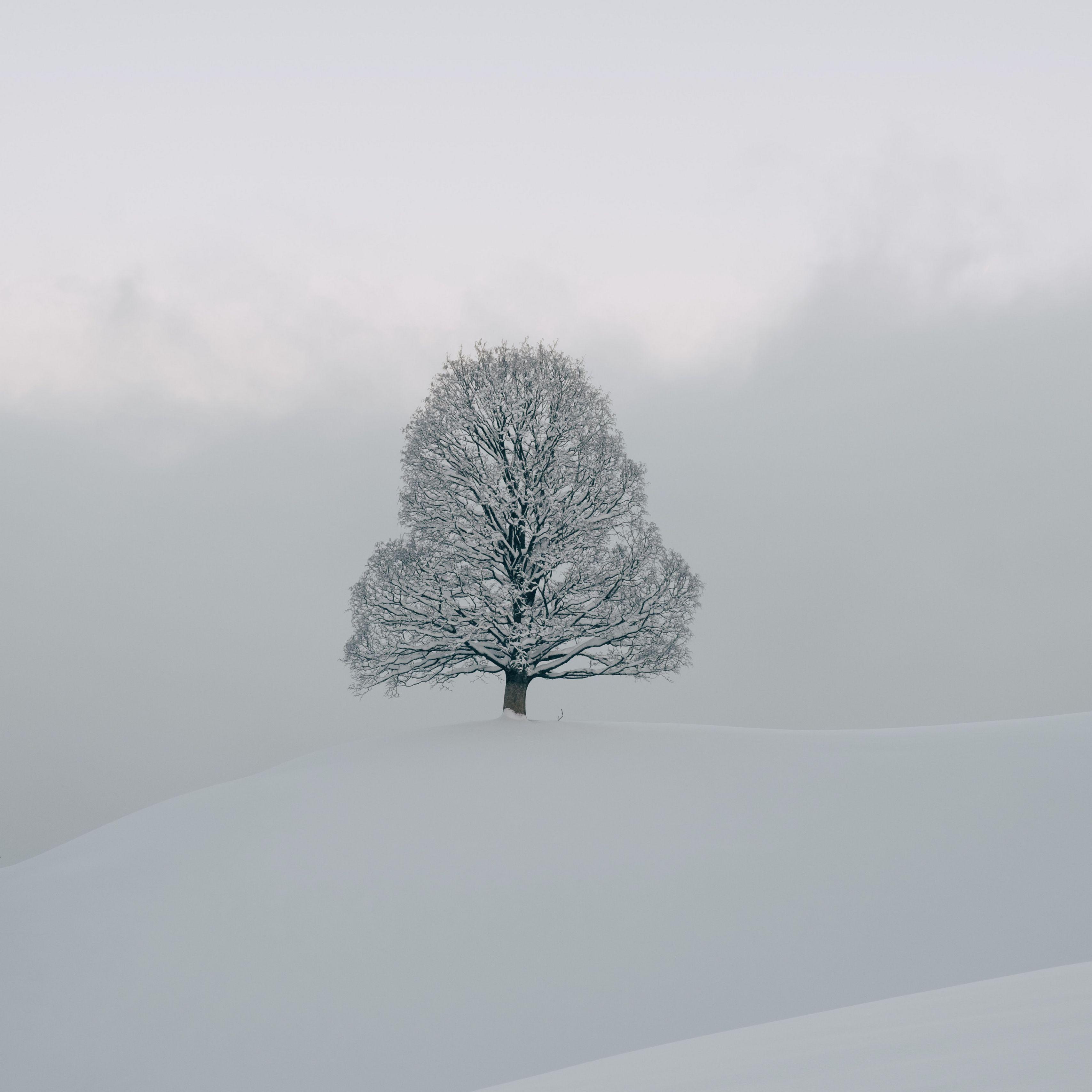 White Tree Snow Wallpapers Top Free White Tree Snow Backgrounds