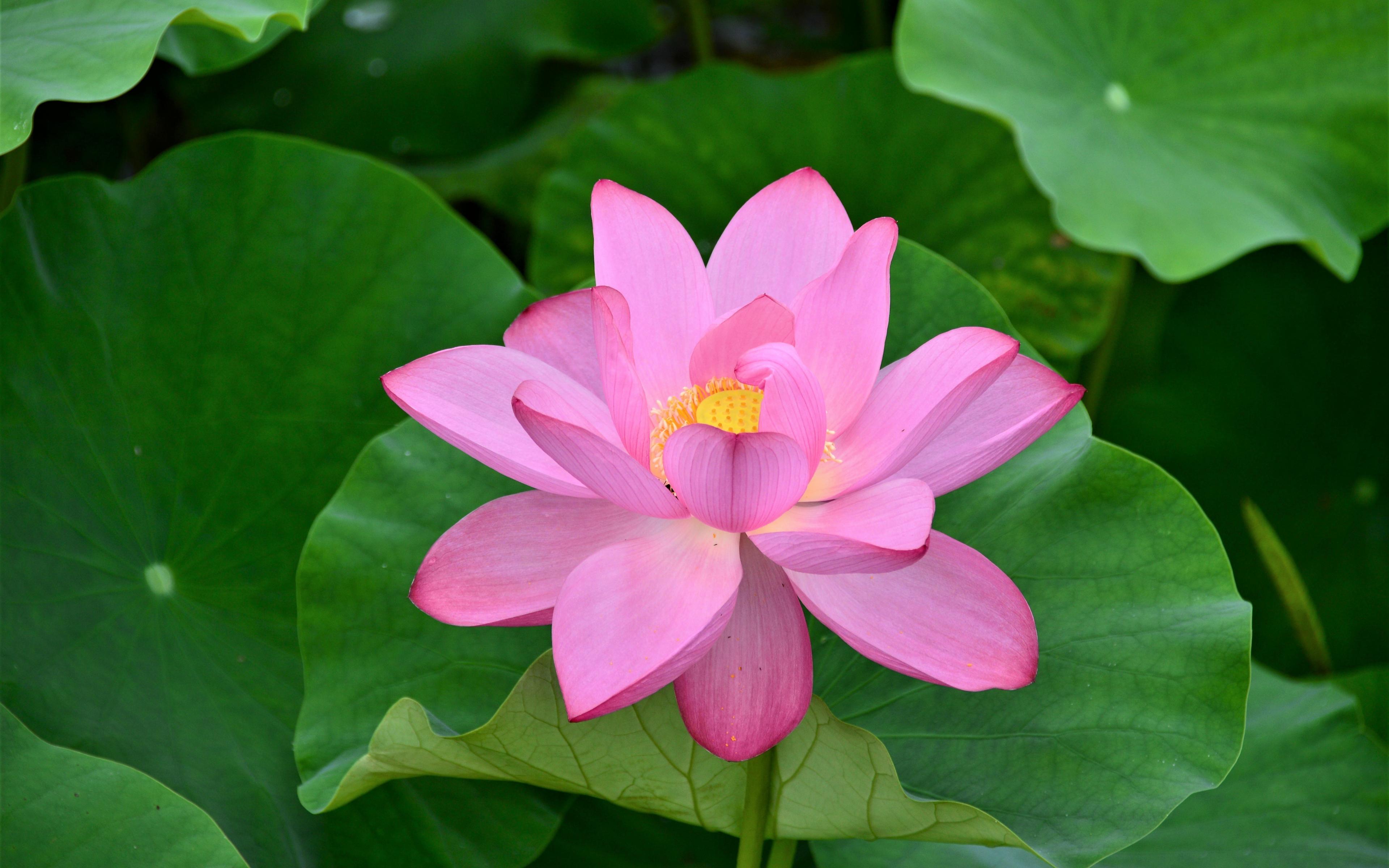 4K Lotus Flower Wallpapers Top Free 4K Lotus Flower Backgrounds