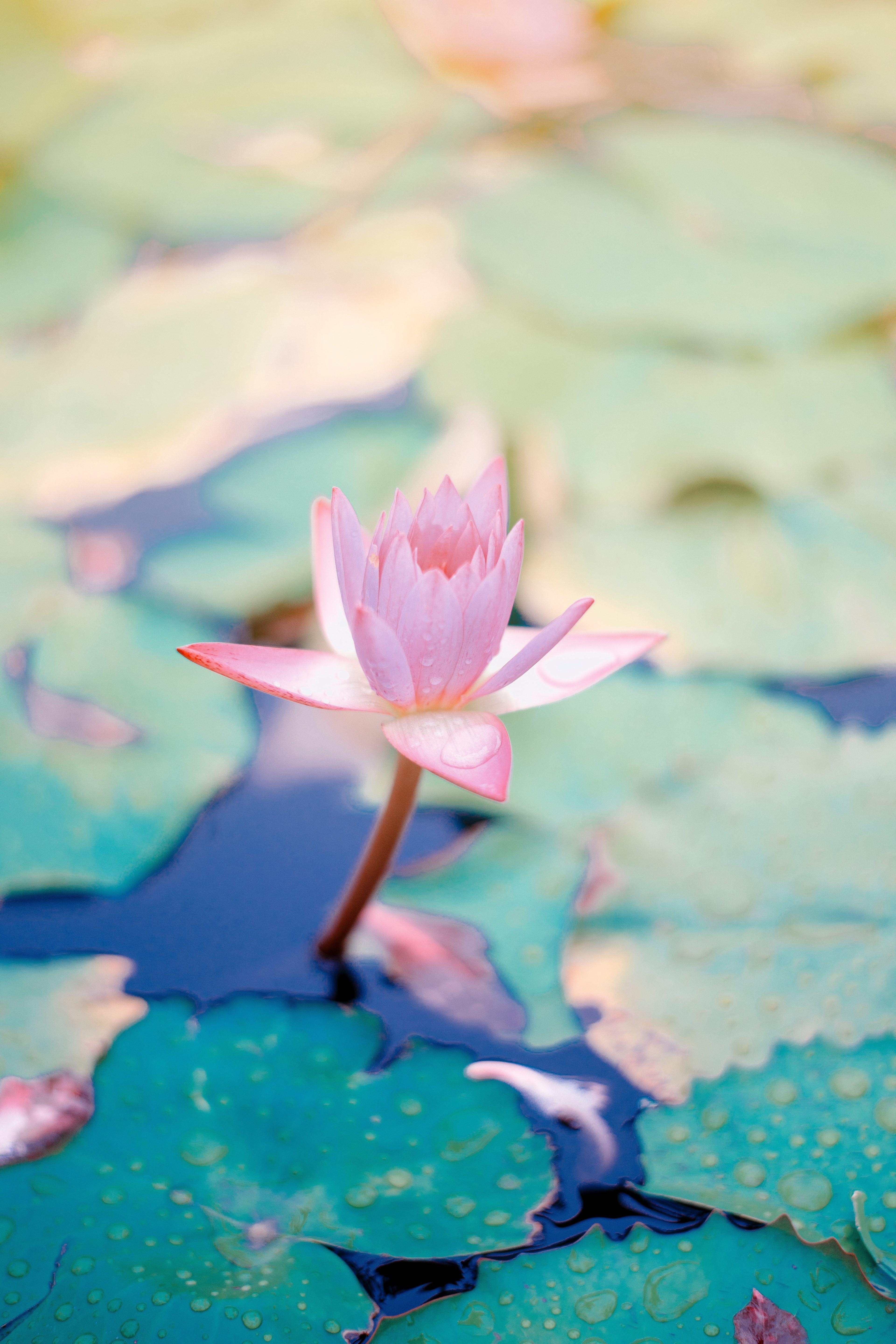 4K Lotus Flower Wallpapers Top Free 4K Lotus Flower Backgrounds