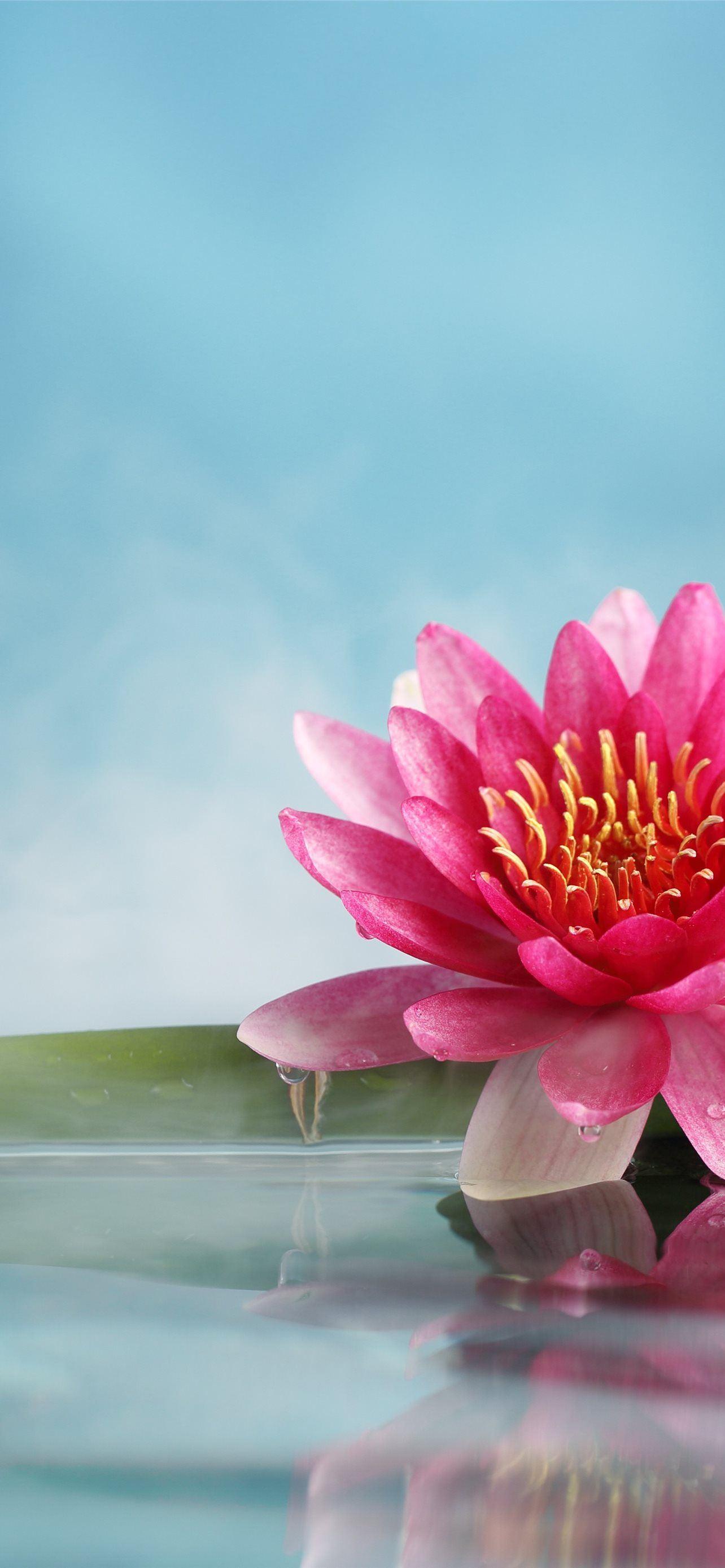 4K Lotus Flower Wallpapers Top Free 4K Lotus Flower Backgrounds