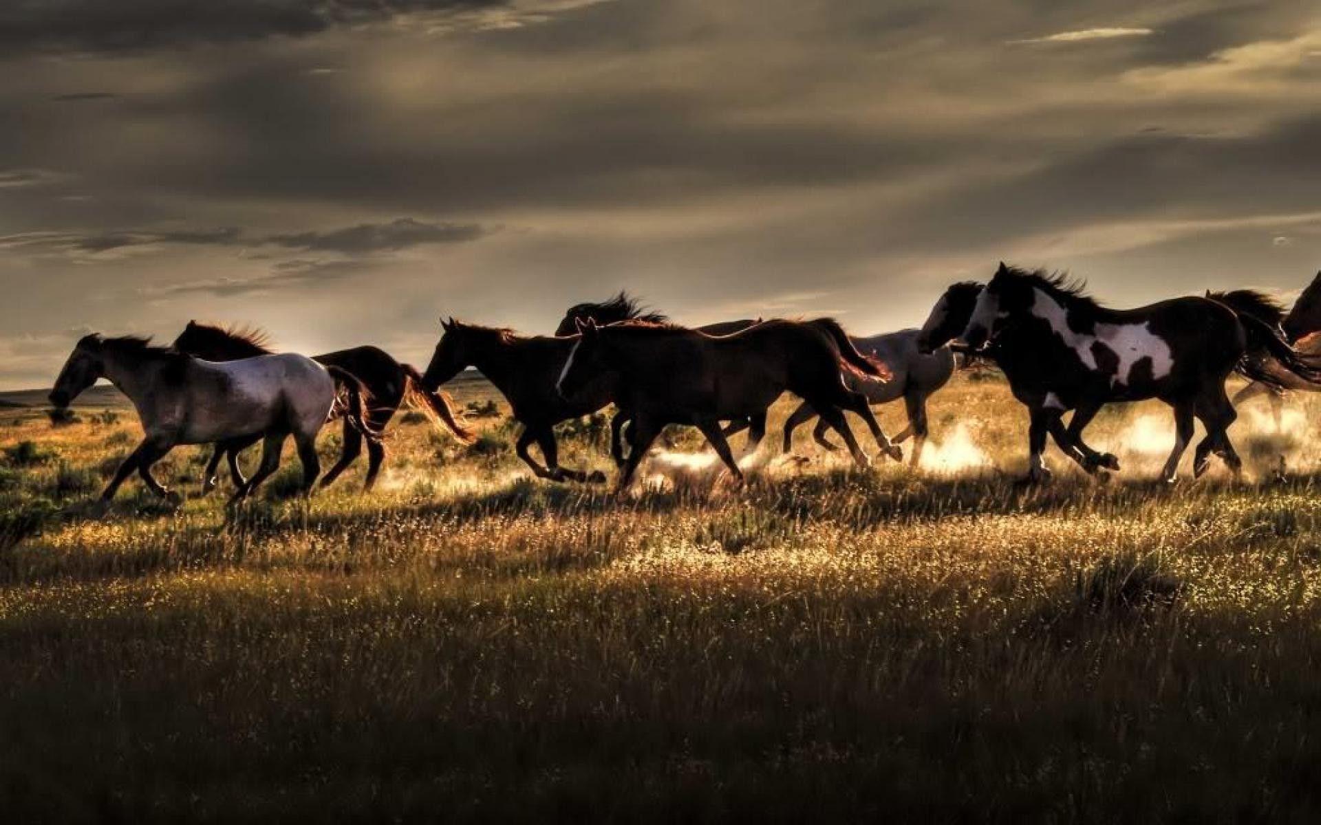 Wild Horses Wallpapers Top Free Wild Horses Backgrounds WallpaperAccess