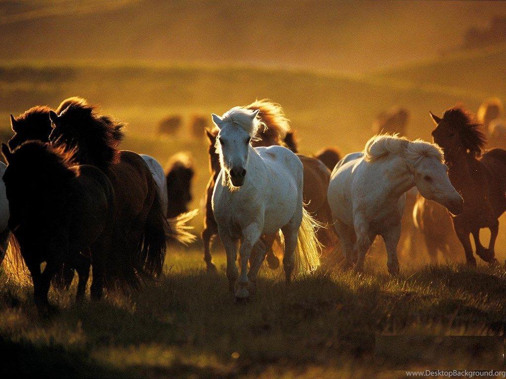 Wild Horses Wallpapers Top Free Wild Horses Backgrounds WallpaperAccess