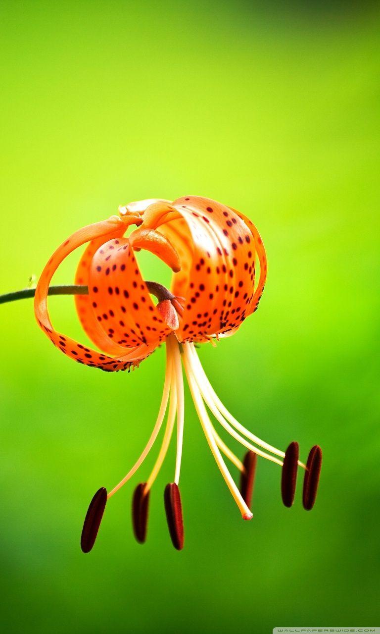 Tiger Lily iPhone Wallpapers Top Free Tiger Lily iPhone Backgrounds