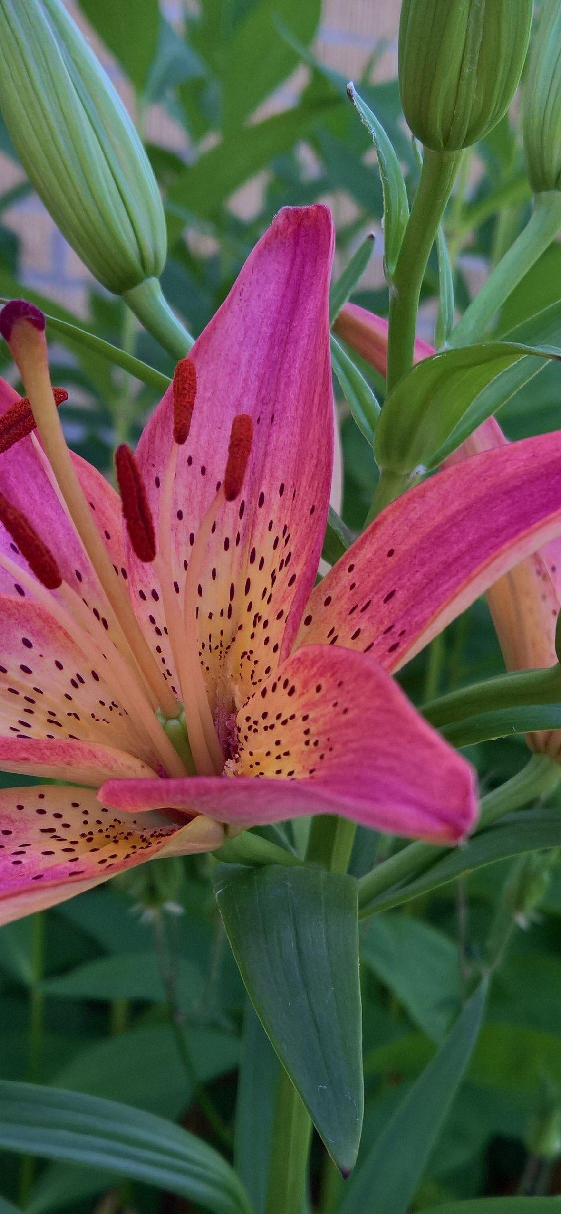 Tiger Lily iPhone Wallpapers Top Free Tiger Lily iPhone Backgrounds