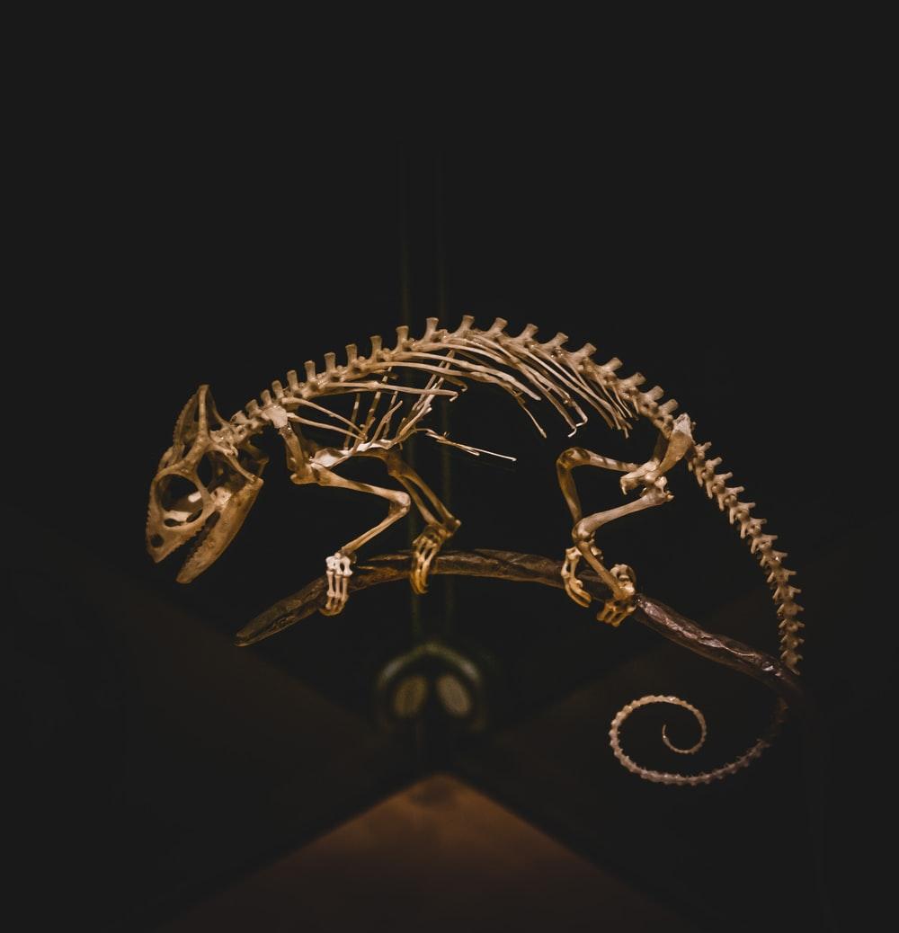 Animal Skeleton Wallpapers Top Free Animal Skeleton Backgrounds